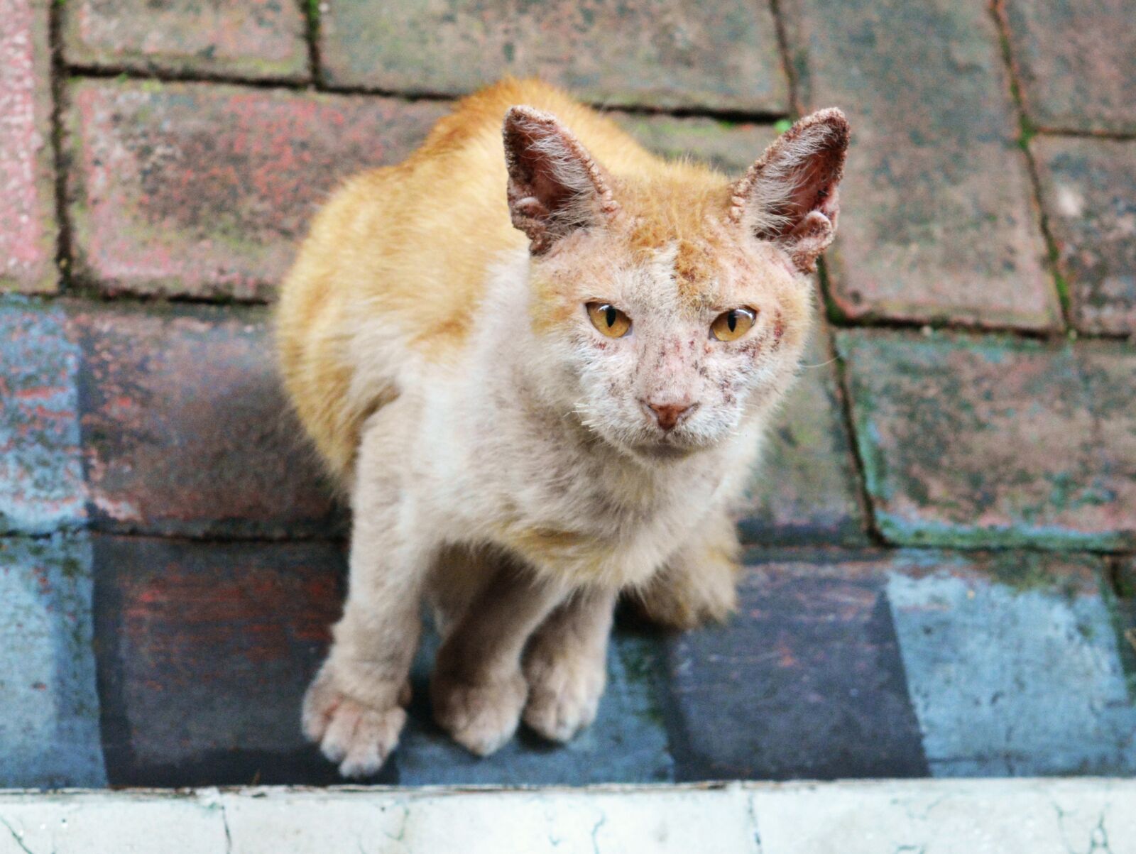 Nikon D5200 sample photo. Cat, stray, sickness photography