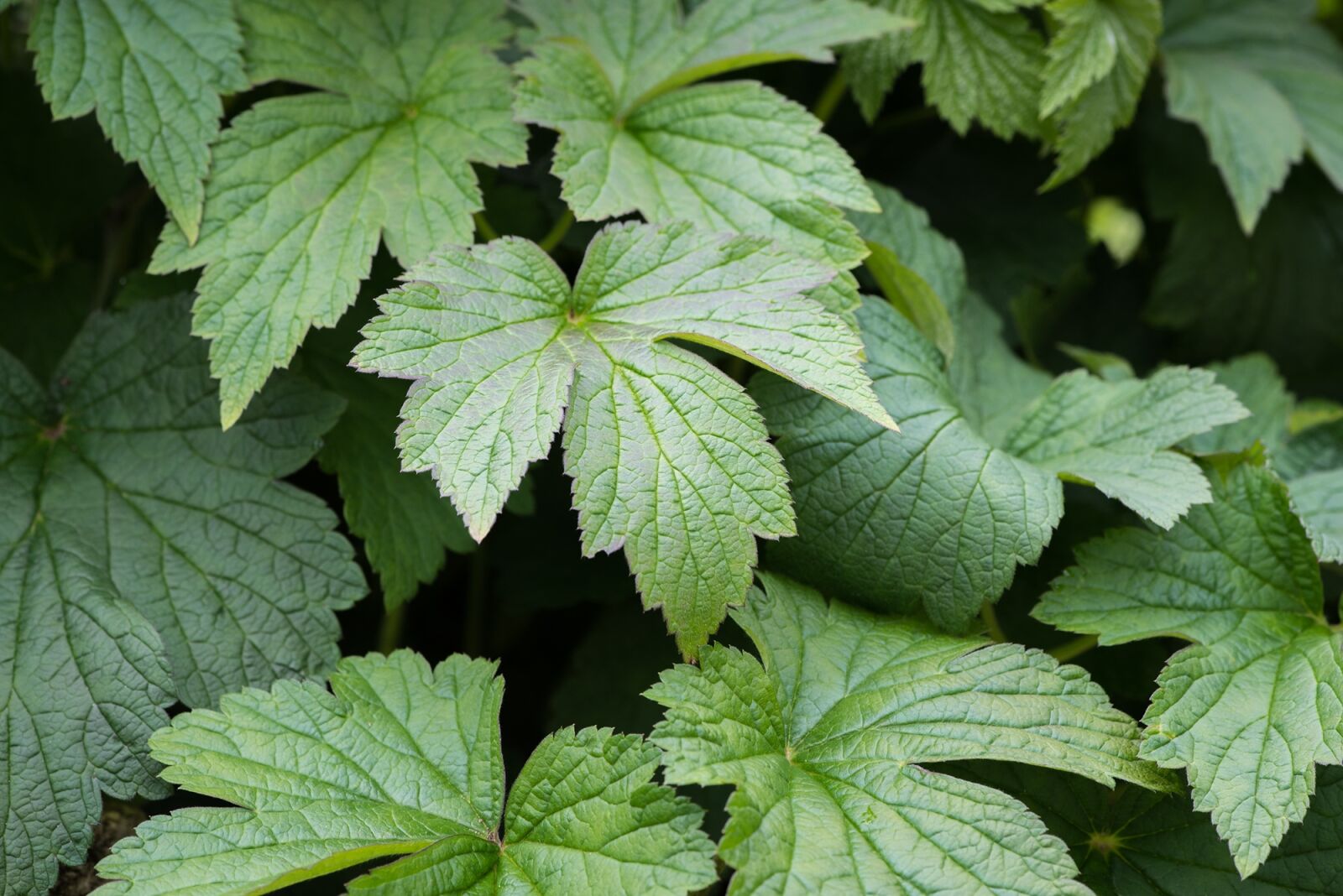 Nikon D750 sample photo. Leaves, green, green leaves photography