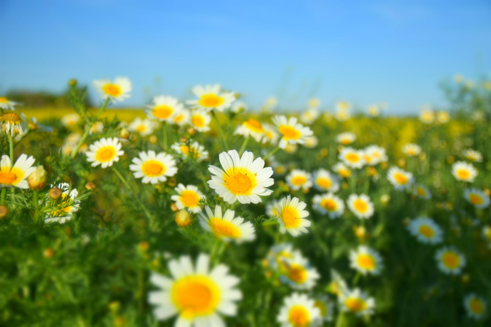 Nikon D3300 sample photo. Margaritas, flowers, spring photography