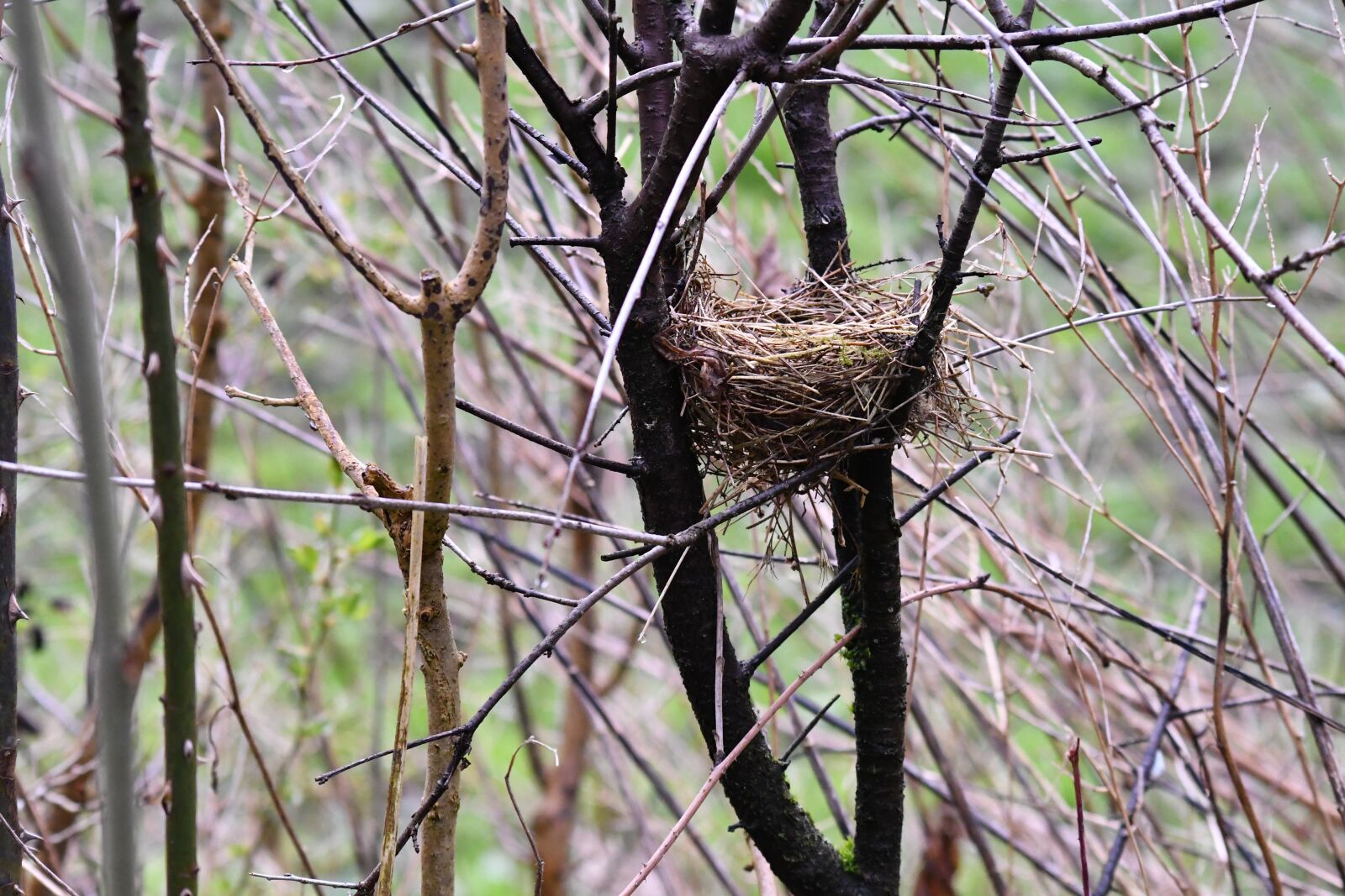 Nikon D500 sample photo. Bird's nest, shrubs, nest photography