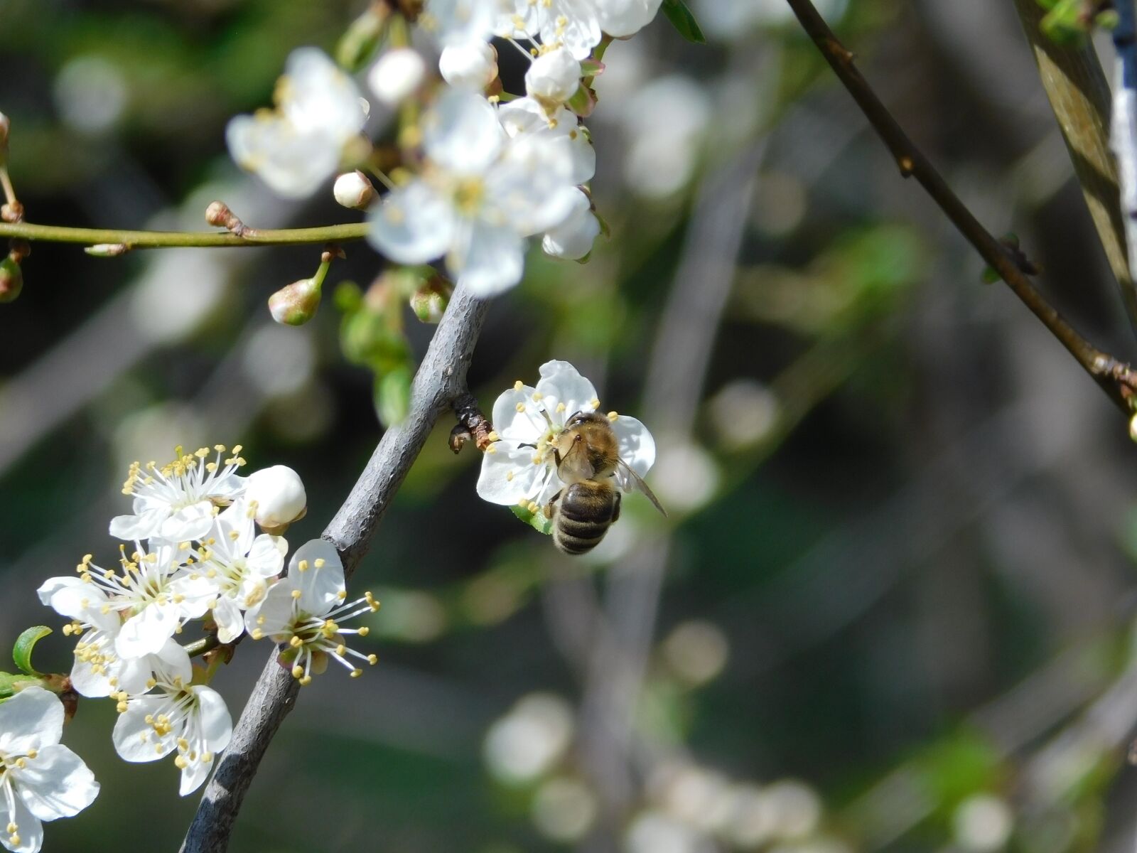 Nikon Coolpix B500 sample photo. Flowers, spring, bee photography