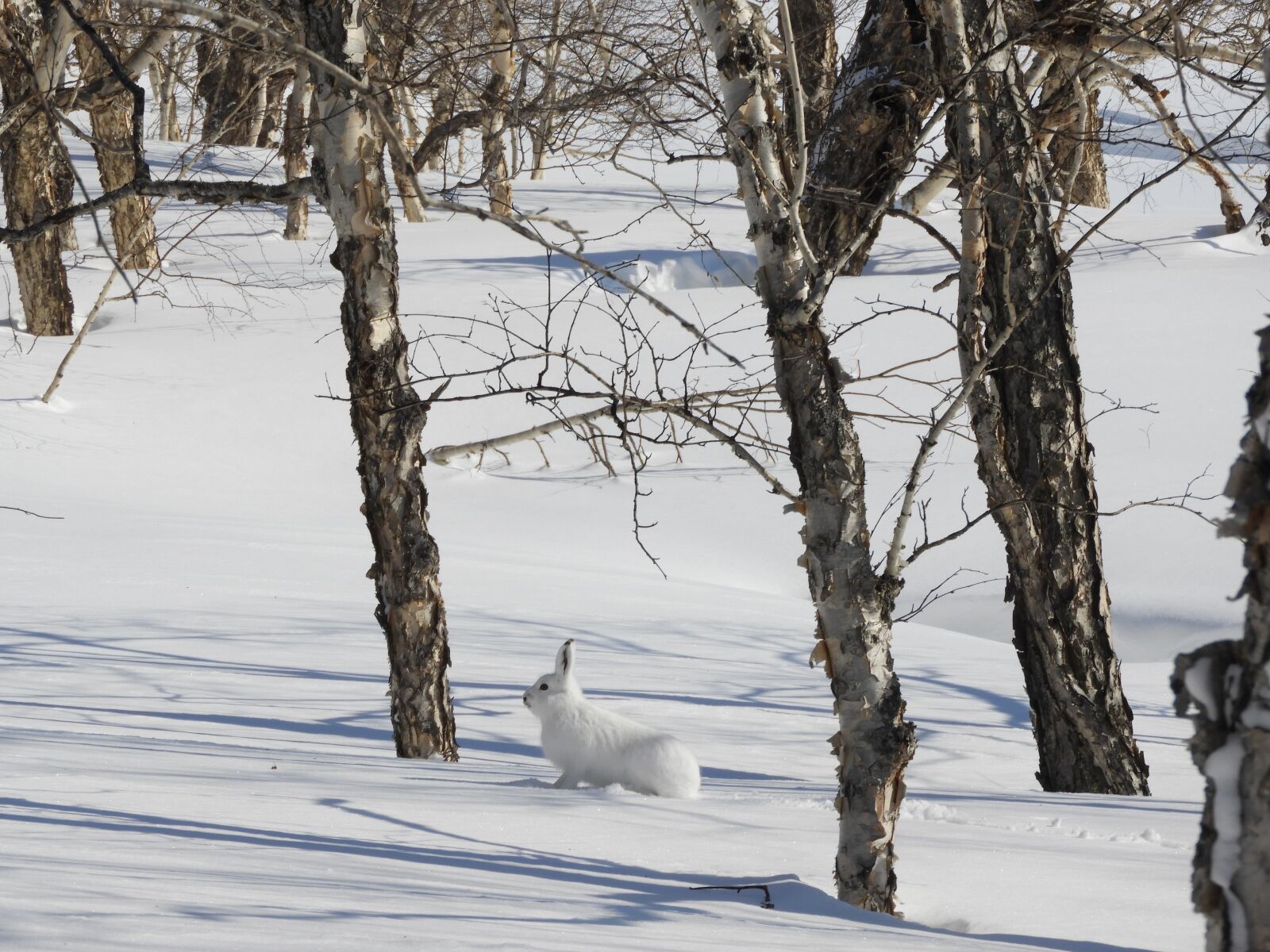 Nikon Coolpix B700 sample photo. Hare, winter, snow photography