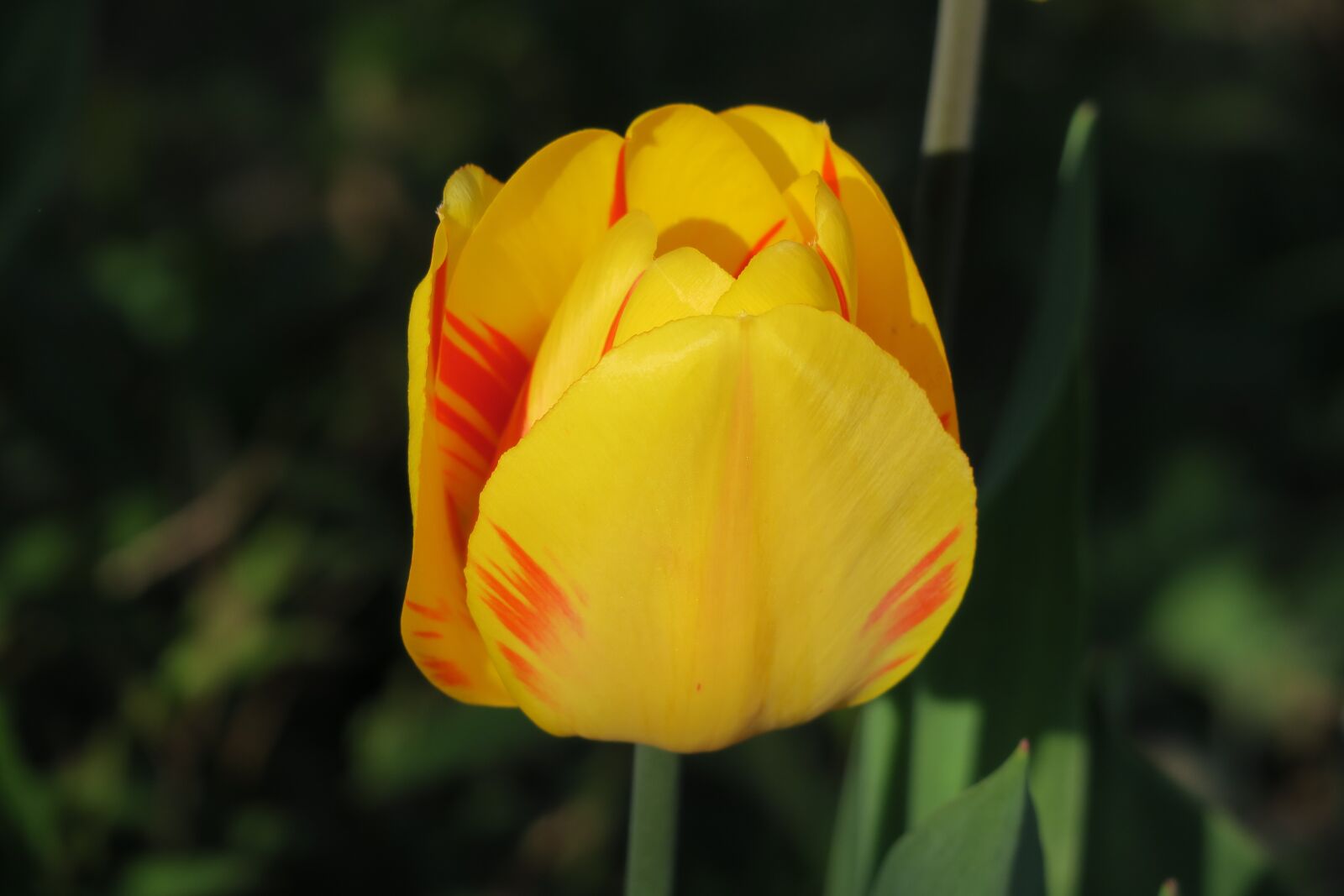 Canon PowerShot G3 X sample photo. Tulip, yellow, nature photography