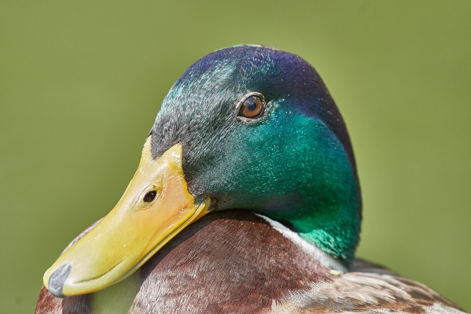Nikon AF-S Nikkor 200-500mm F5.6E ED VR sample photo. Duck, nature, bird photography
