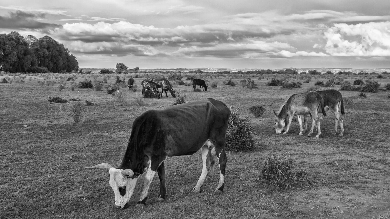 Canon EOS 60D + Canon EF 16-35mm F2.8L II USM sample photo. Cow, animal, farm photography