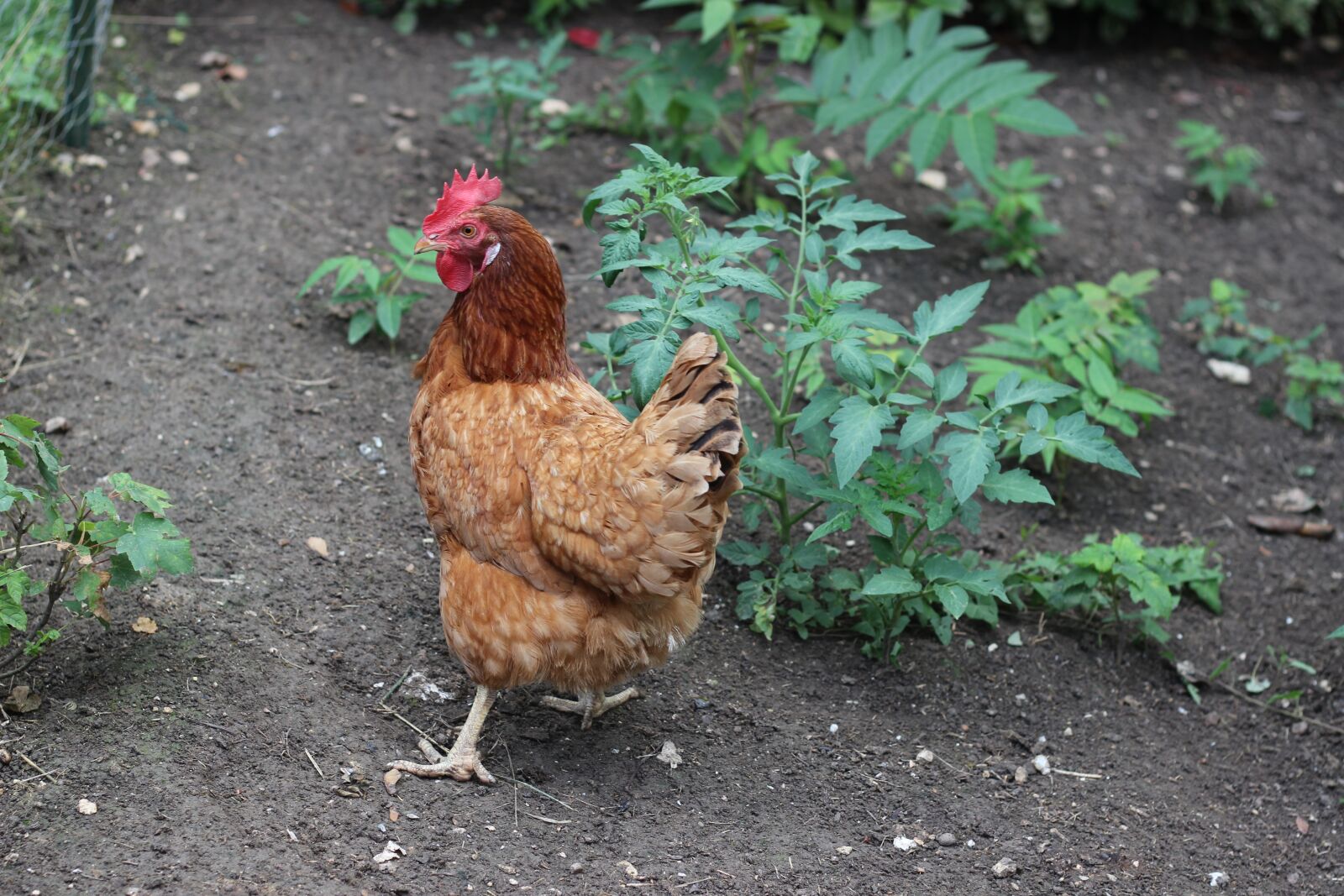 Canon EOS 600D (Rebel EOS T3i / EOS Kiss X5) + Canon EF 50mm F1.8 STM sample photo. Hen, hens, cock photography