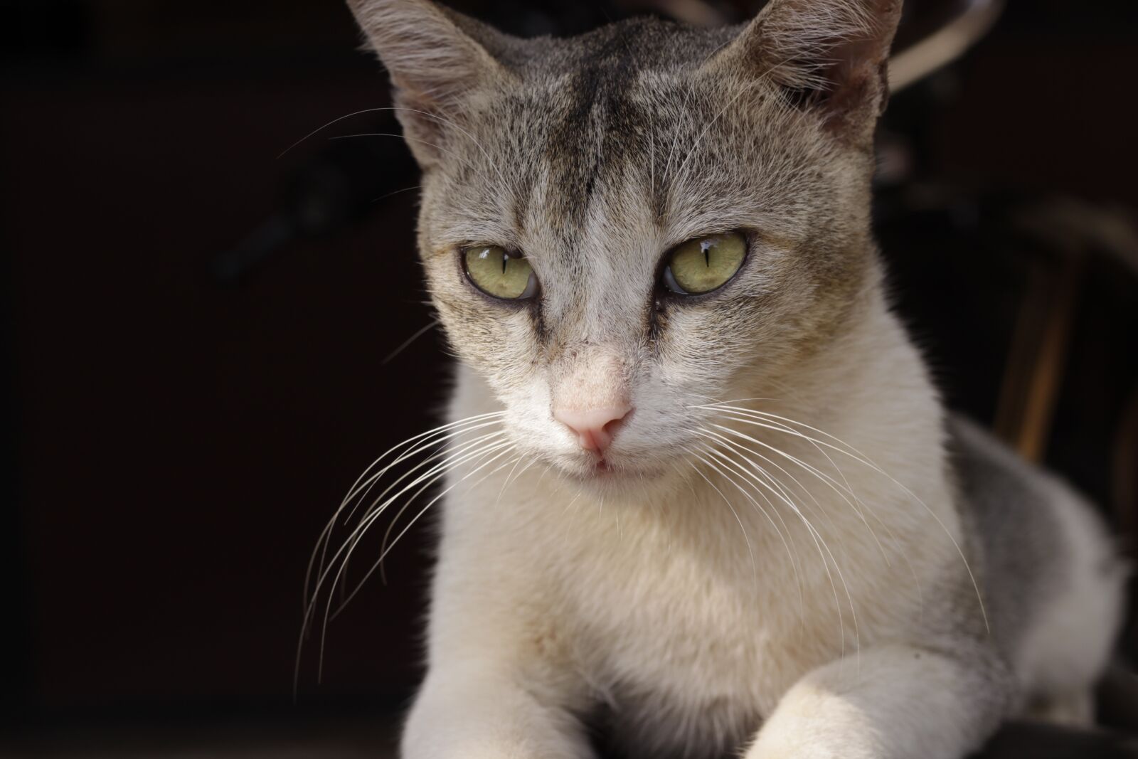 Canon EOS 600D (Rebel EOS T3i / EOS Kiss X5) + Canon EF 50mm F1.8 II sample photo. Cat, pet, animal photography