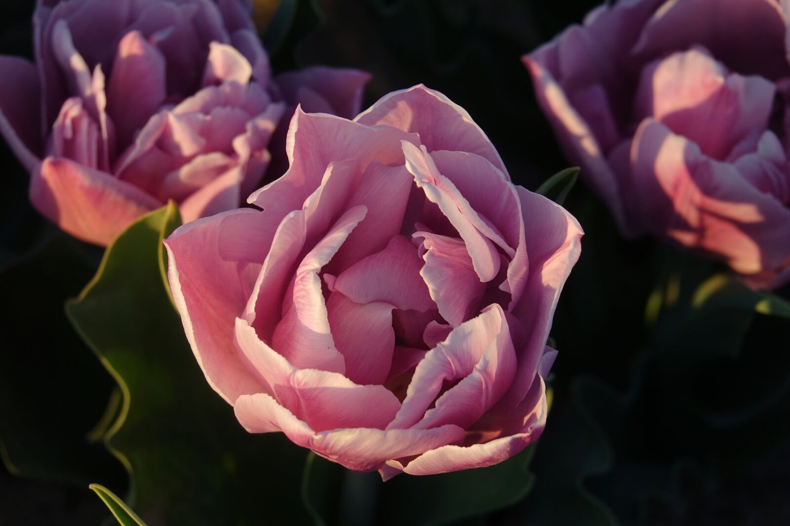 Sony Cyber-shot DSC-RX10 III sample photo. Tulips, tulip field, pink photography