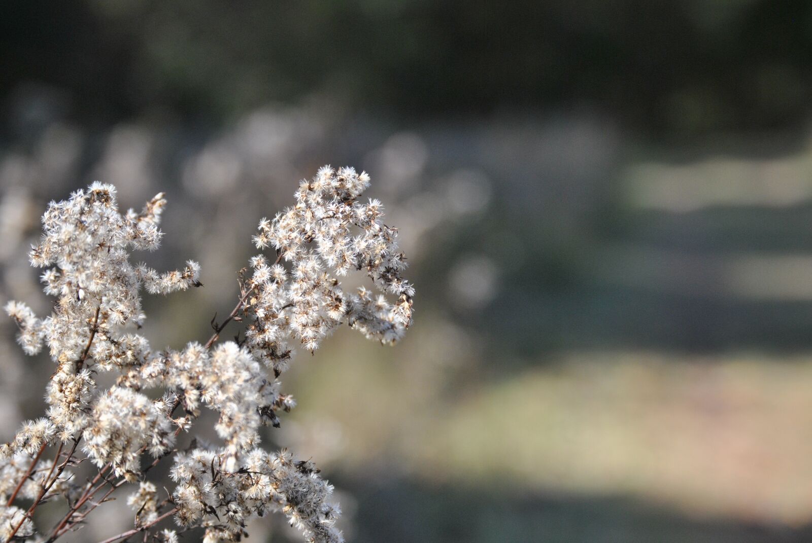Nikon D3000 sample photo. Flower, nature, outdoors photography
