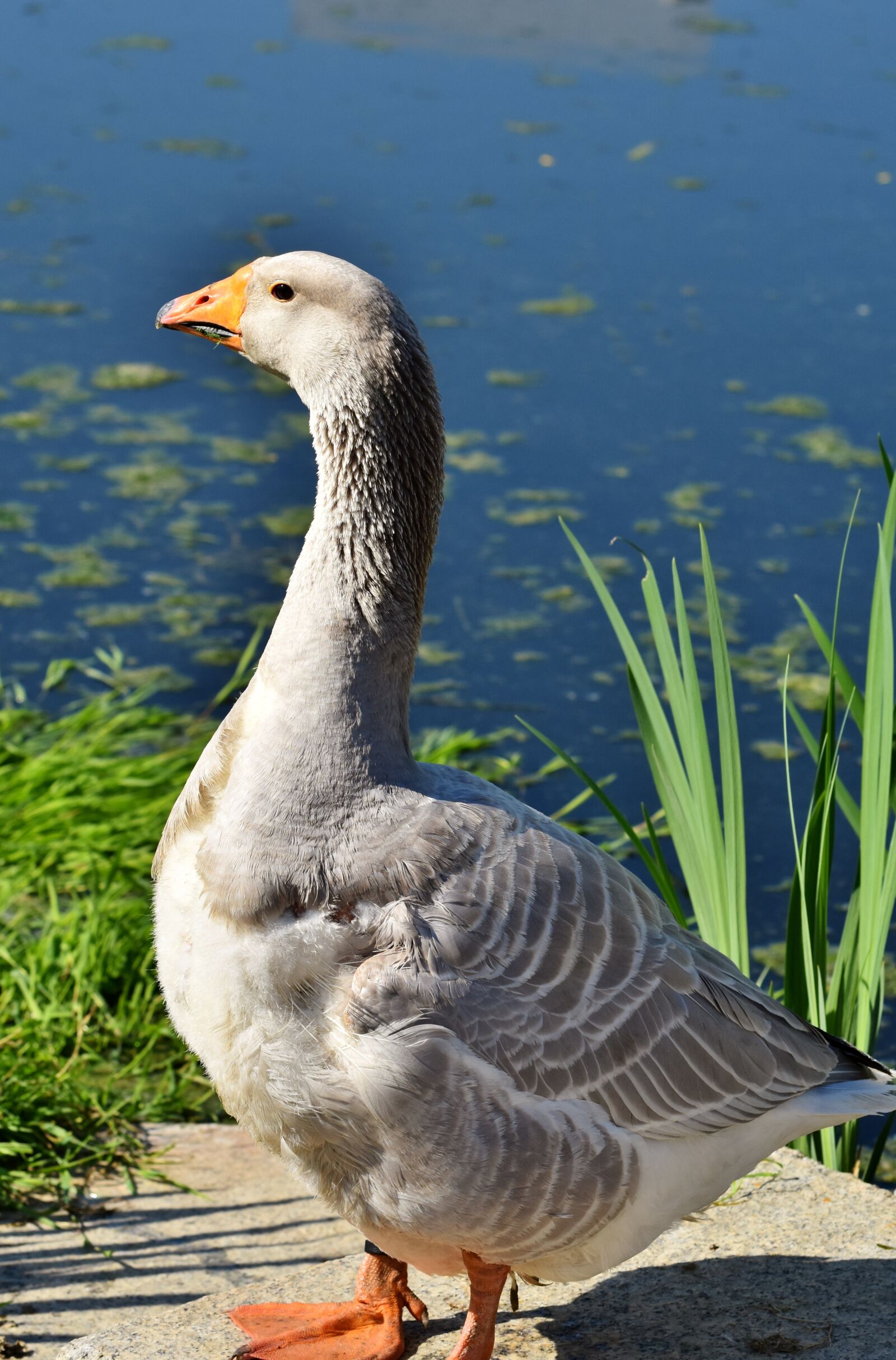 Nikon D7200 sample photo. Goose, poultry, bird photography