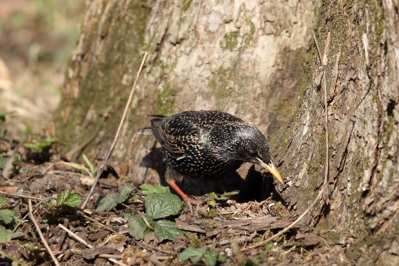 Sigma 100-400mm F5-6.3 DG OS HSM sample photo. Starling, bird, nature photography