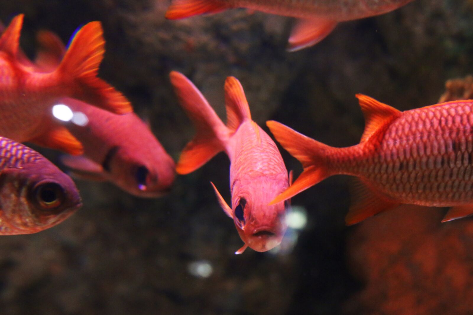 Canon EOS 70D + Canon EF 50mm F1.8 II sample photo. Fish, aquarium, red photography