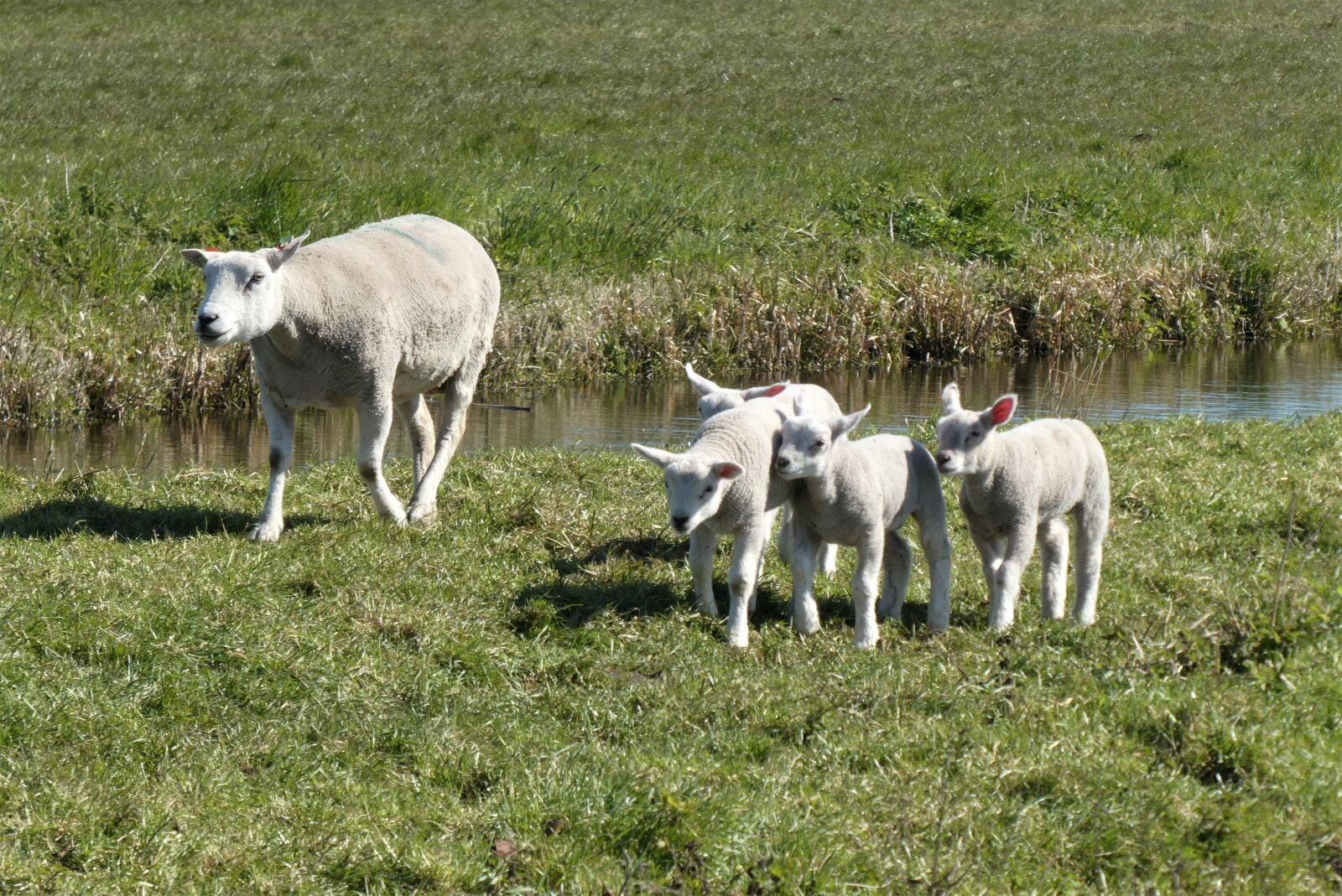 Panasonic Lumix DC-ZS70 (Lumix DC-TZ90) sample photo. Lambs, spring, meadow photography