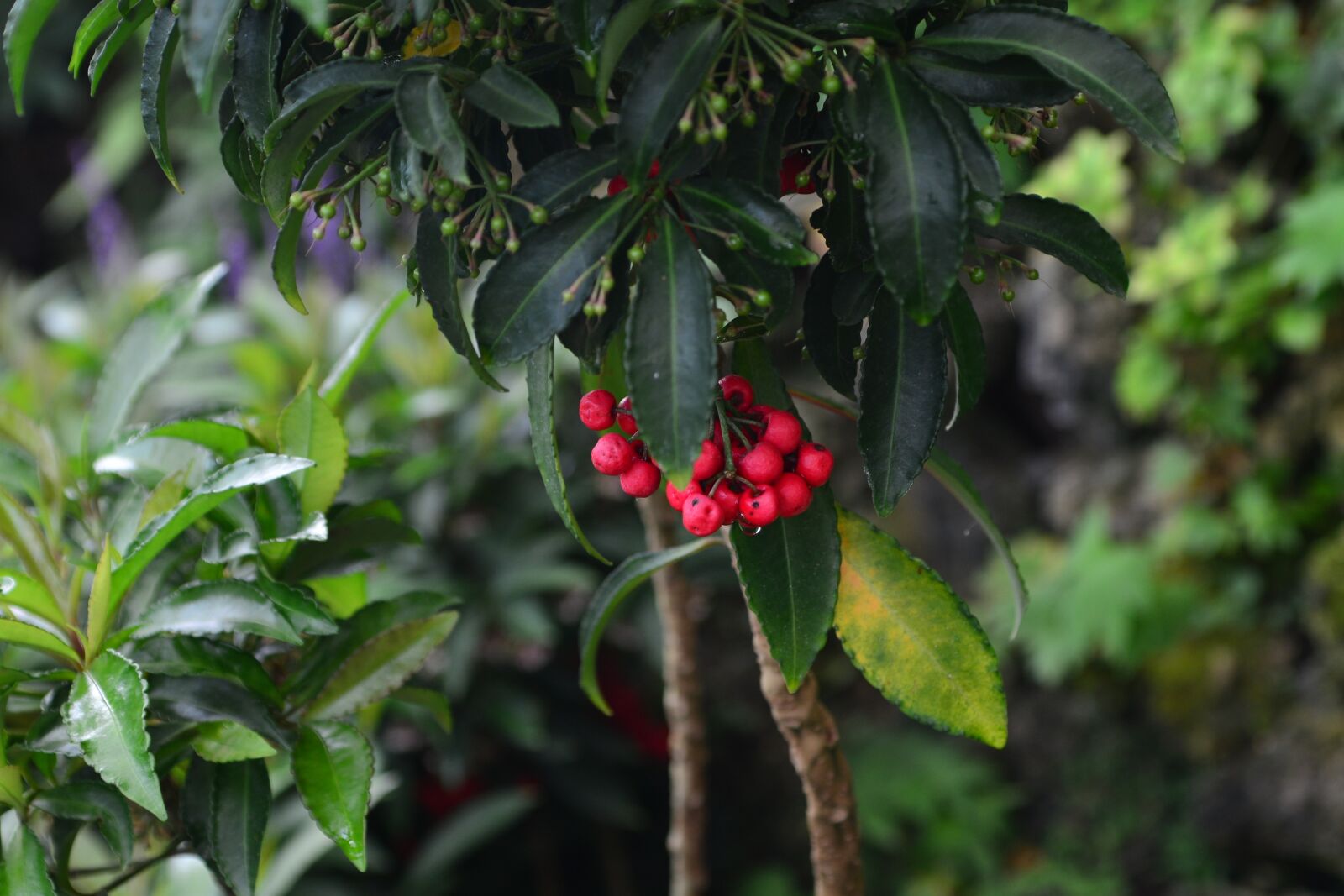 Nikon D600 sample photo. Flowers, botanical garden, nature photography