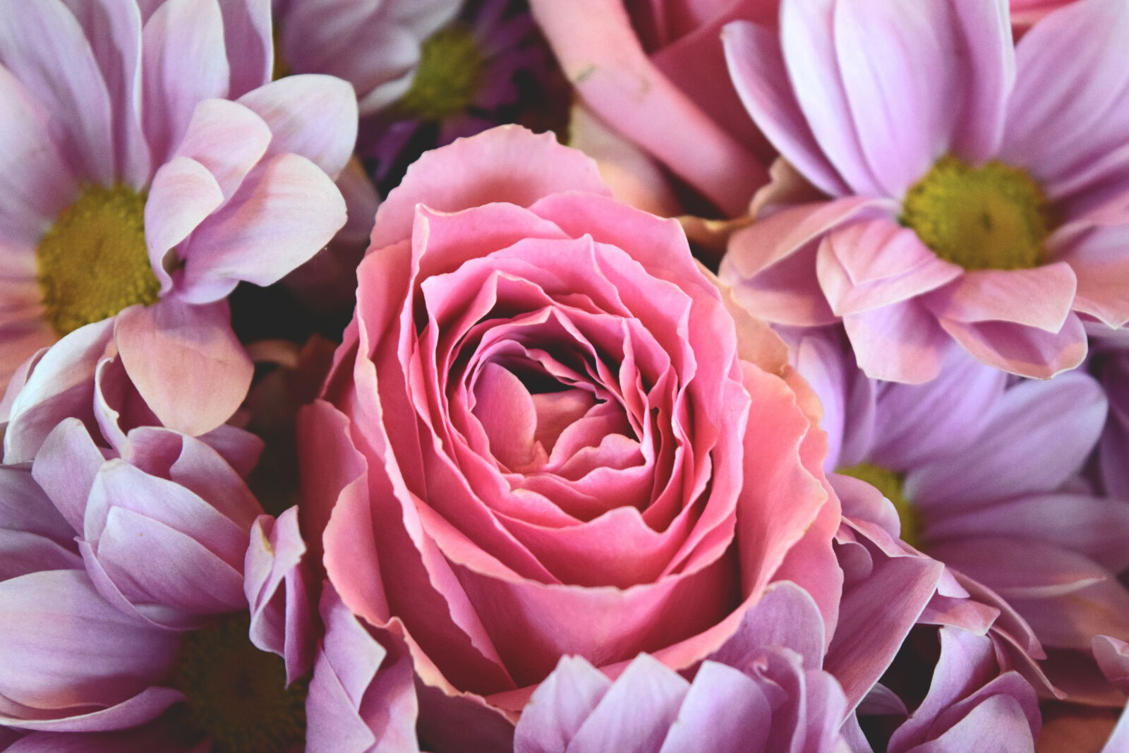 Nikon D3300 sample photo. Flowers, roses, pink, rose photography