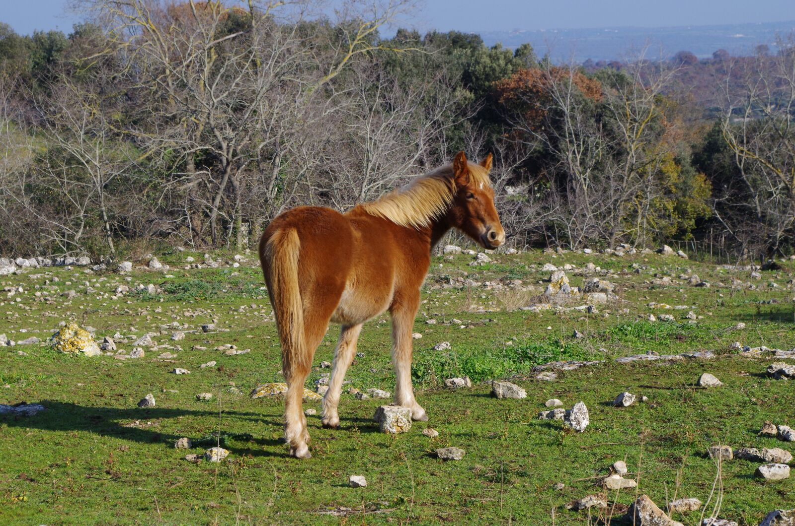 Pentax K-50 sample photo. Horse, campaign, farm photography