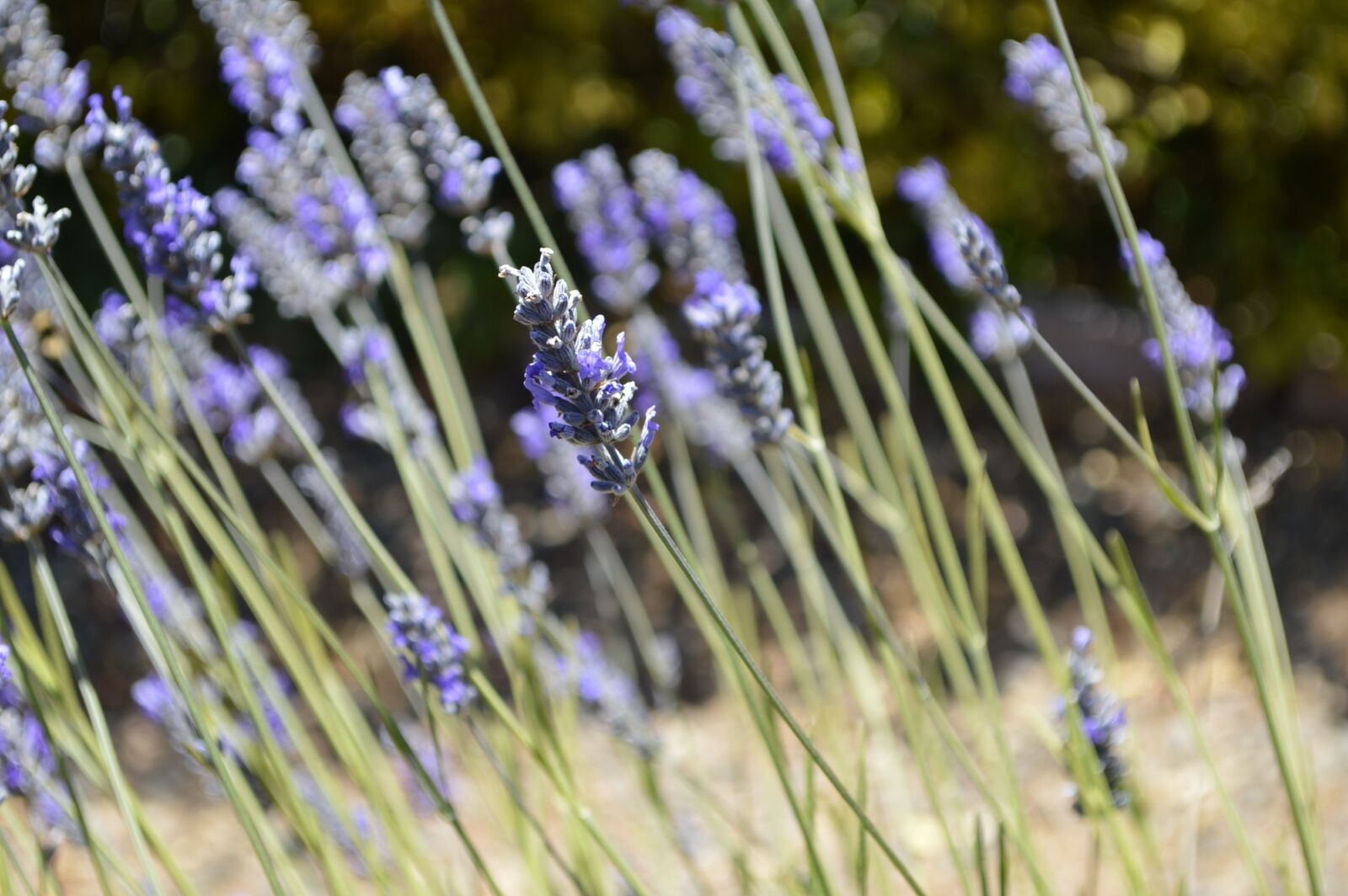 Nikon D3200 sample photo. Plant, lavender, flowers photography