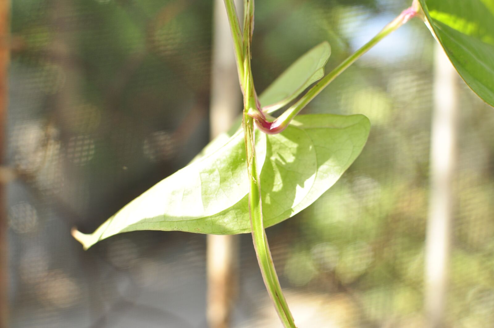 Nikon D5000 sample photo. Seedlings, plant, sprout photography