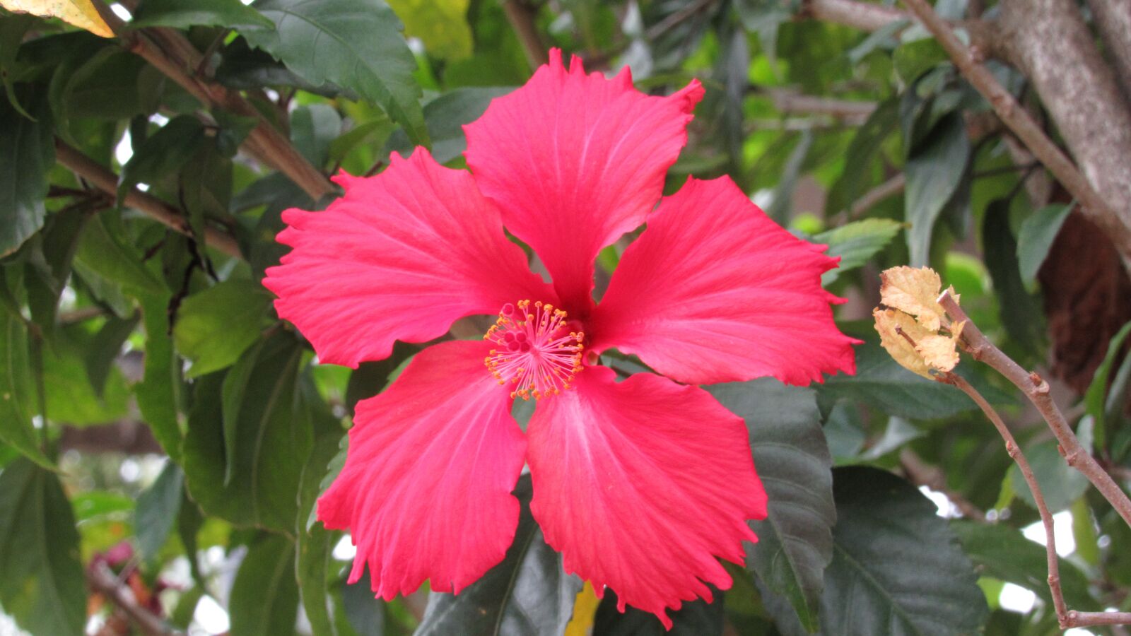 Canon PowerShot SX530 HS sample photo. Flower, plant, flowers photography