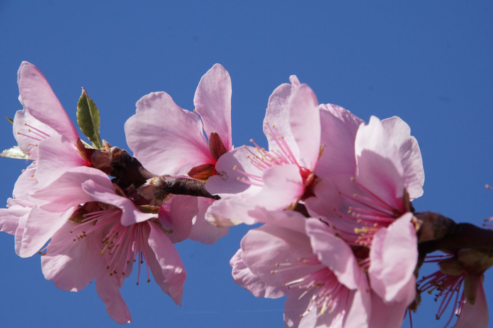 Tamron 16-300mm F3.5-6.3 Di II VC PZD Macro sample photo. Almond blossom, blossom, palatinate photography