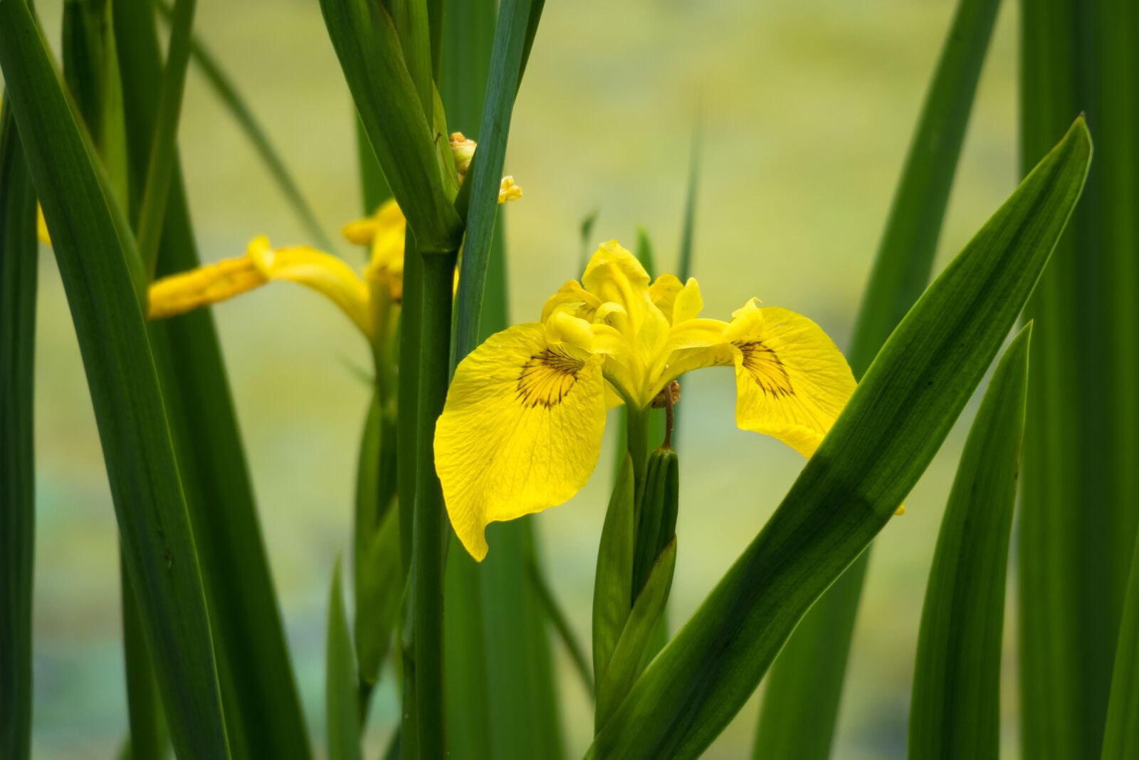 Canon PowerShot G3 X sample photo. Flower, yellow, garden photography