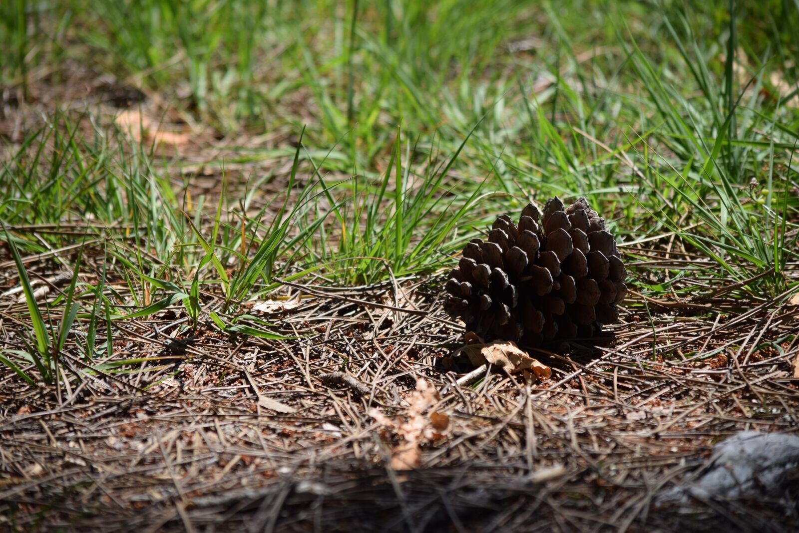 Nikon D3300 sample photo. Pinecone, undergrowth, grass photography