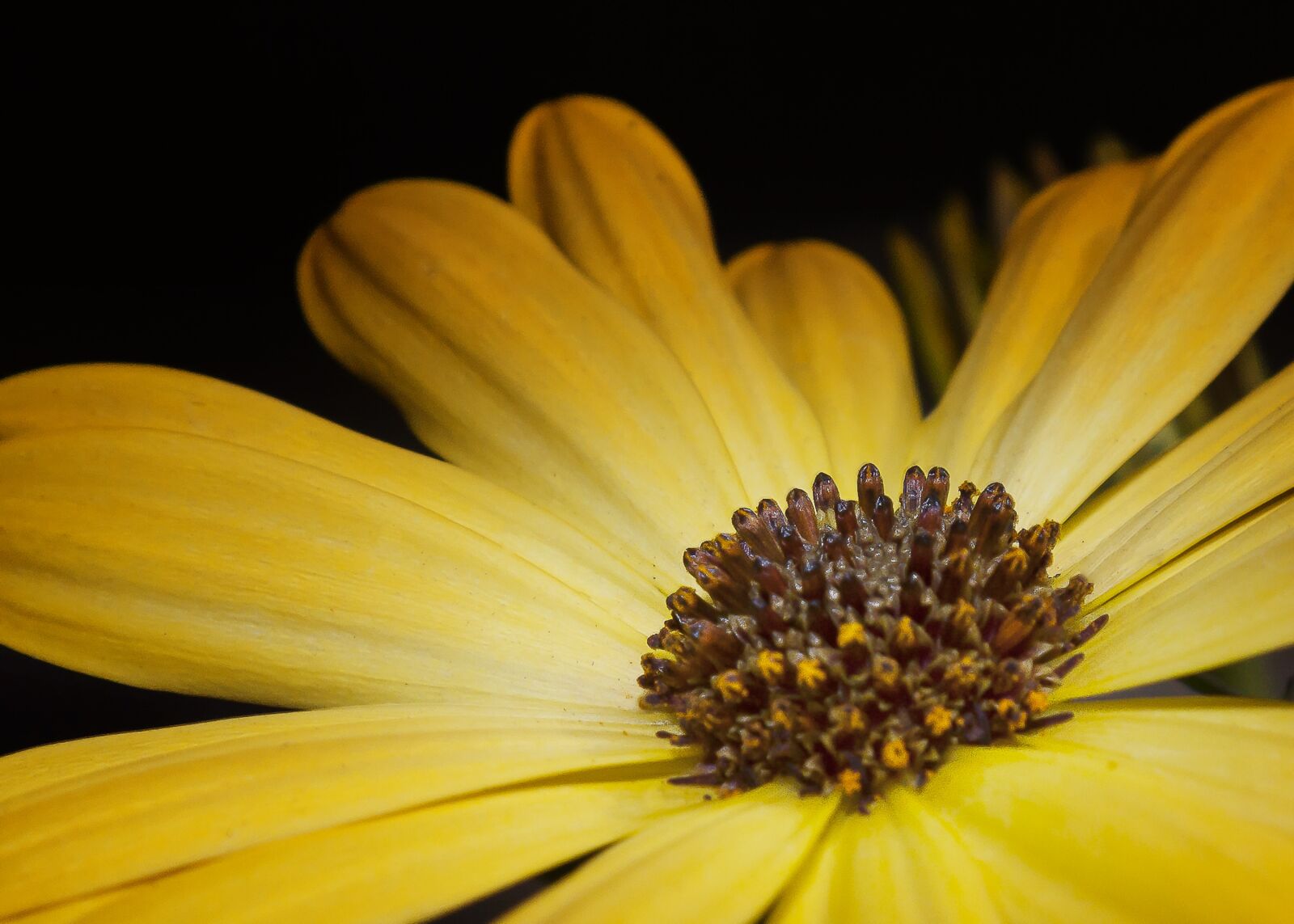 Canon EOS 50D sample photo. Cosmea, blossom, bloom photography