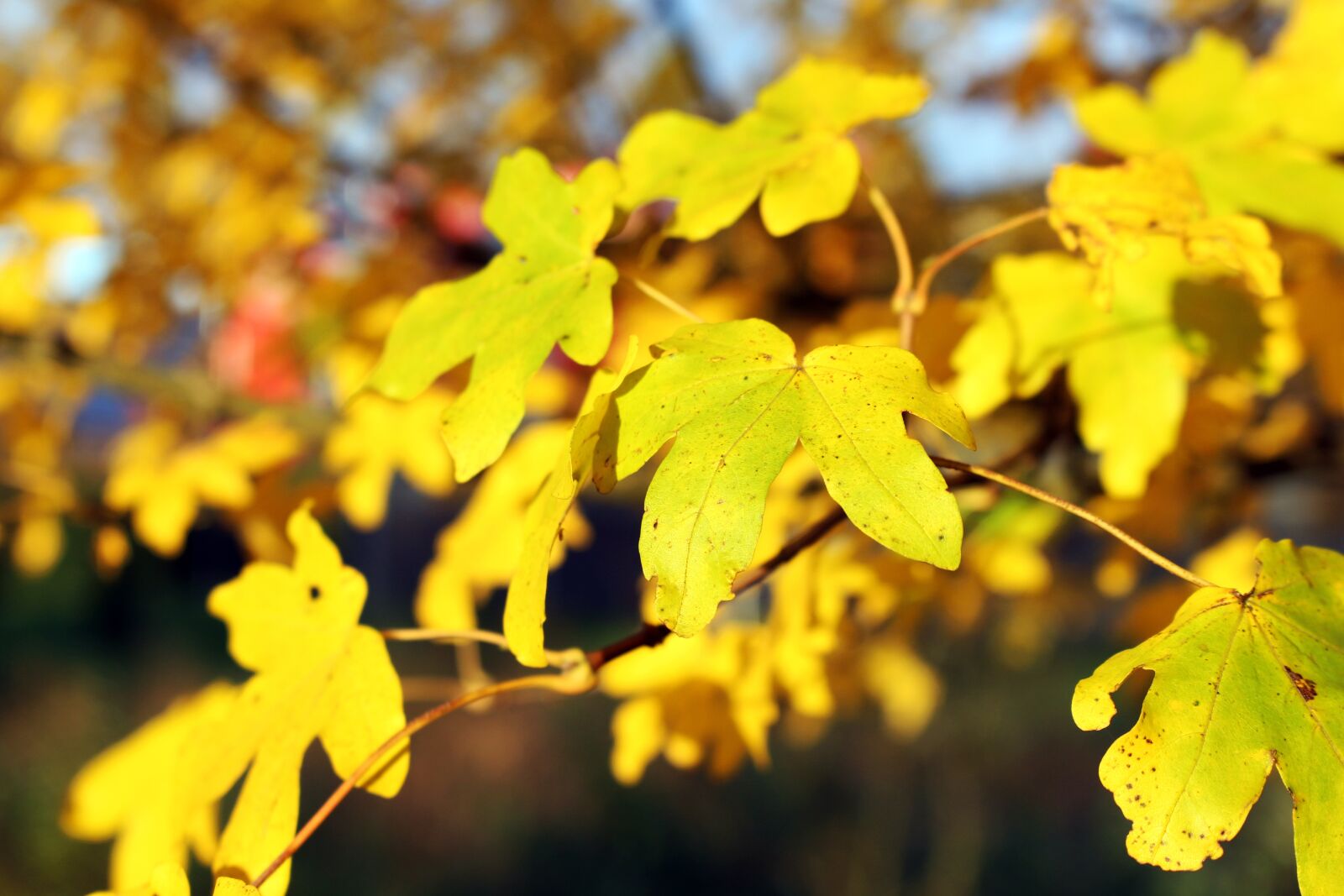 Canon EOS 700D (EOS Rebel T5i / EOS Kiss X7i) sample photo. Leaves, yellow, autumn photography