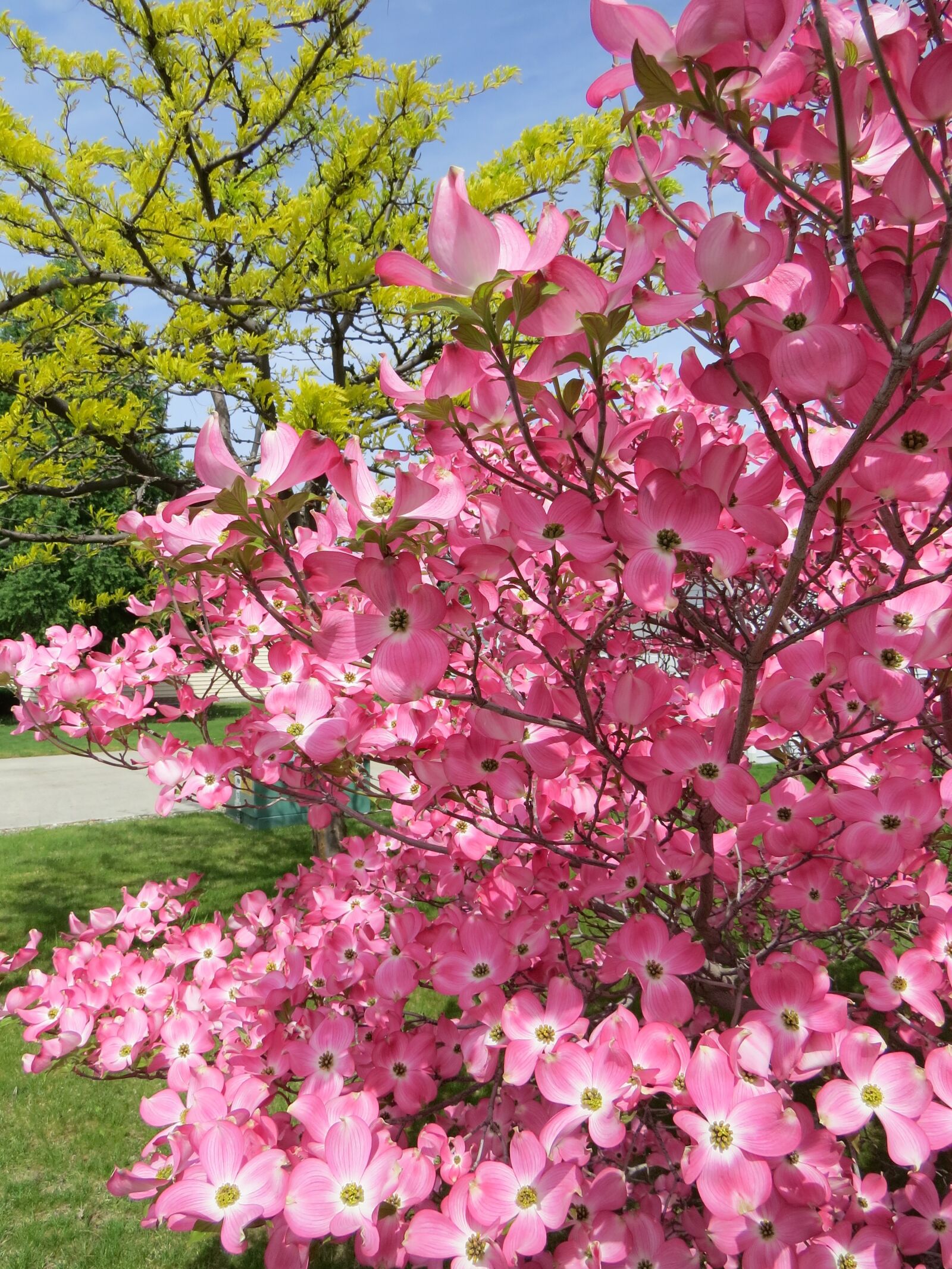 Canon PowerShot SX50 HS sample photo. Pink, dogwood photography