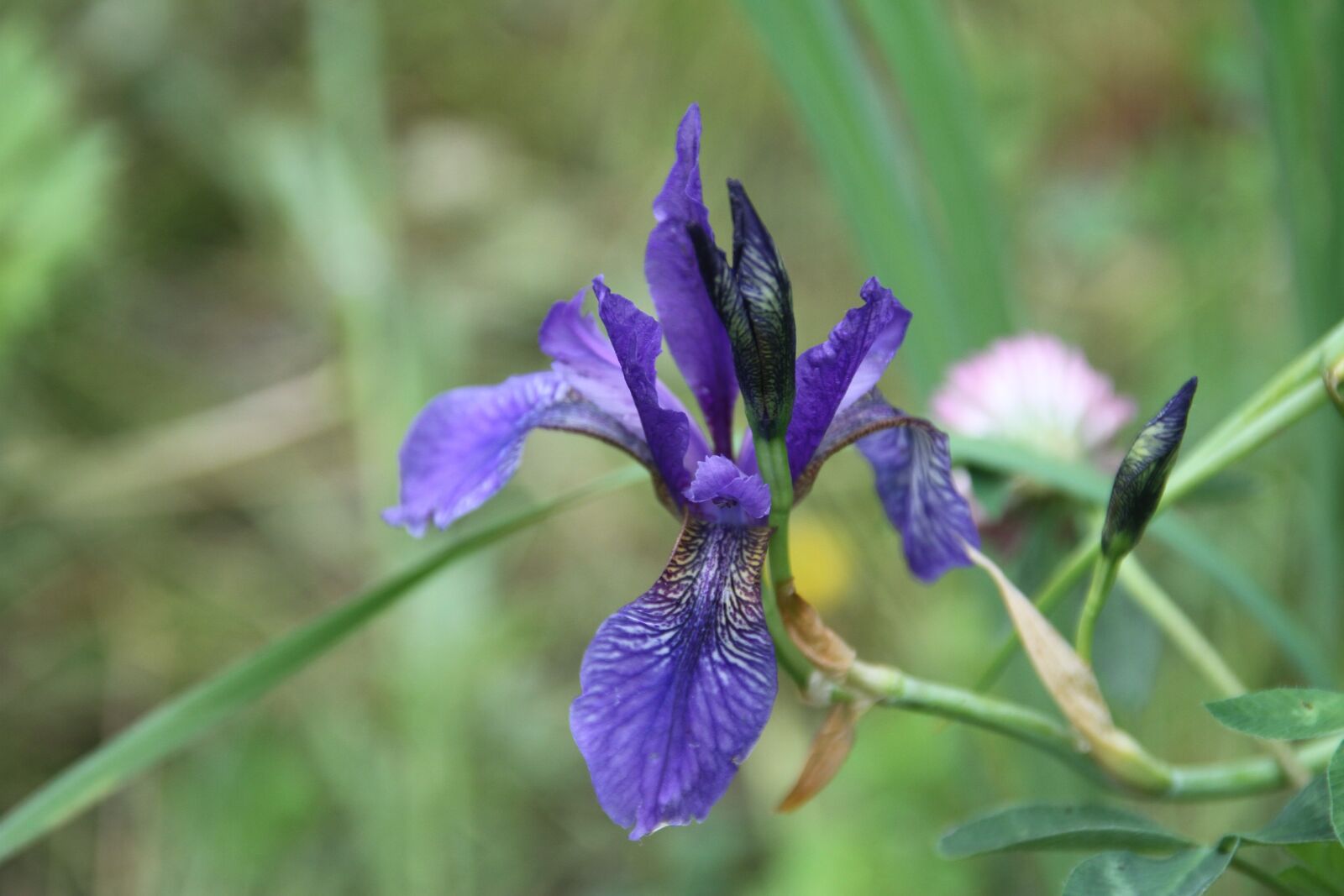 Canon EOS 7D sample photo. Iris, violet, lilac photography