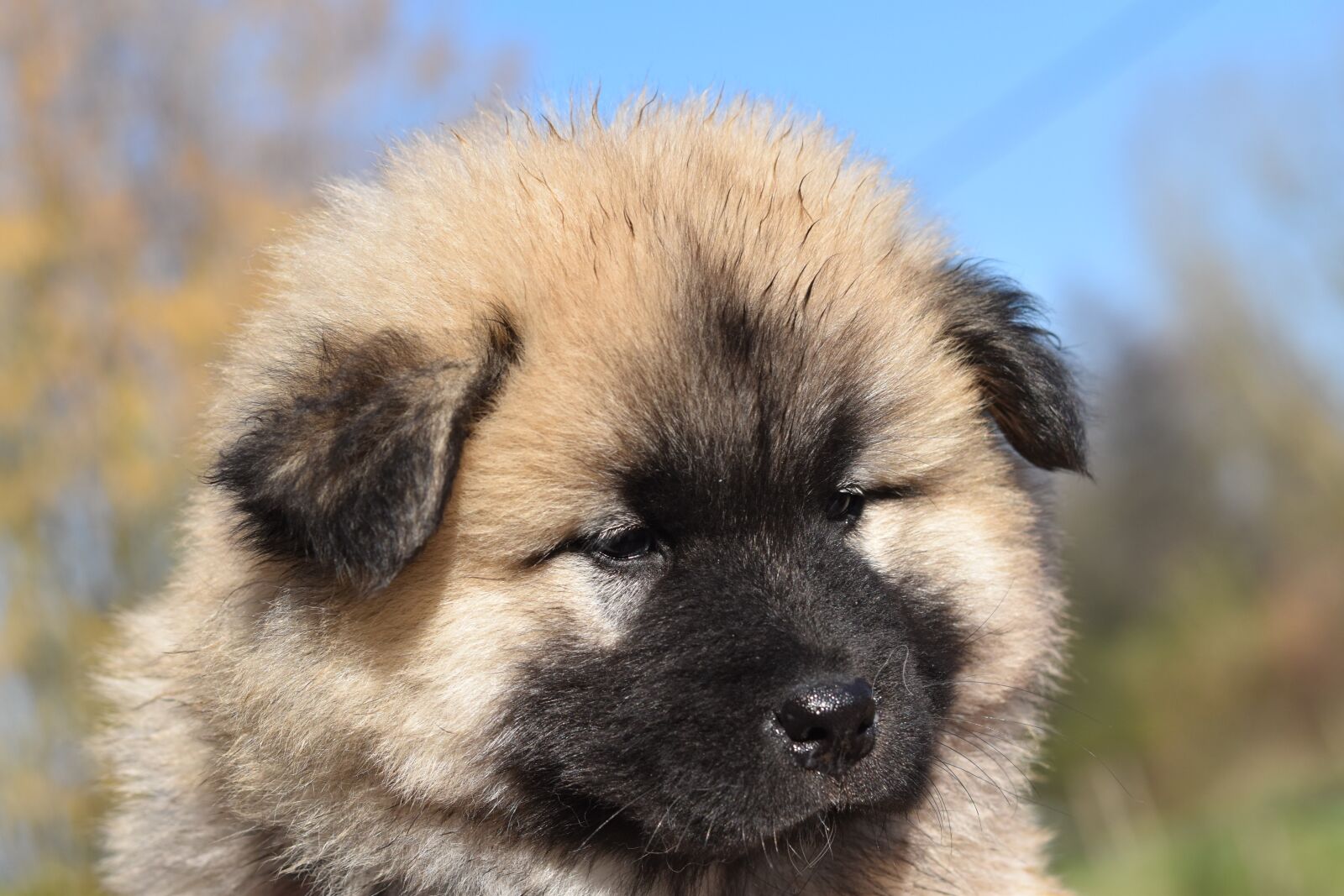 Nikon D5600 sample photo. Dog, bitch, portrait puppy photography