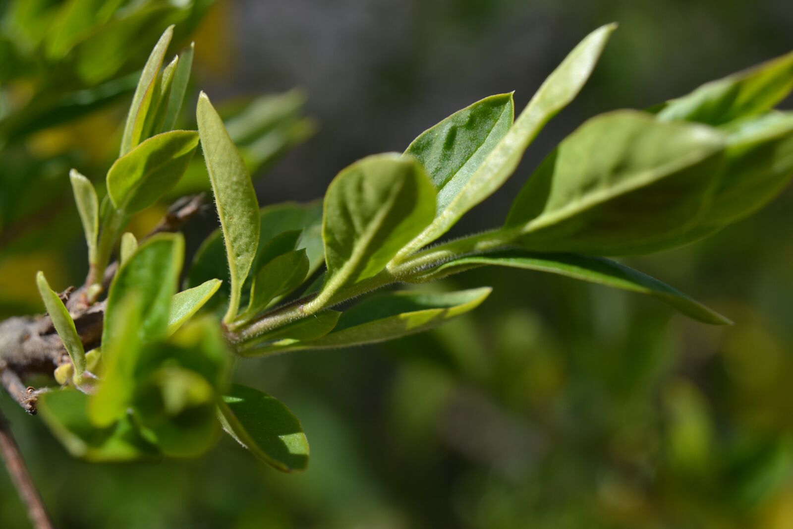 Nikon D3100 sample photo. Spring, tree, leaves photography