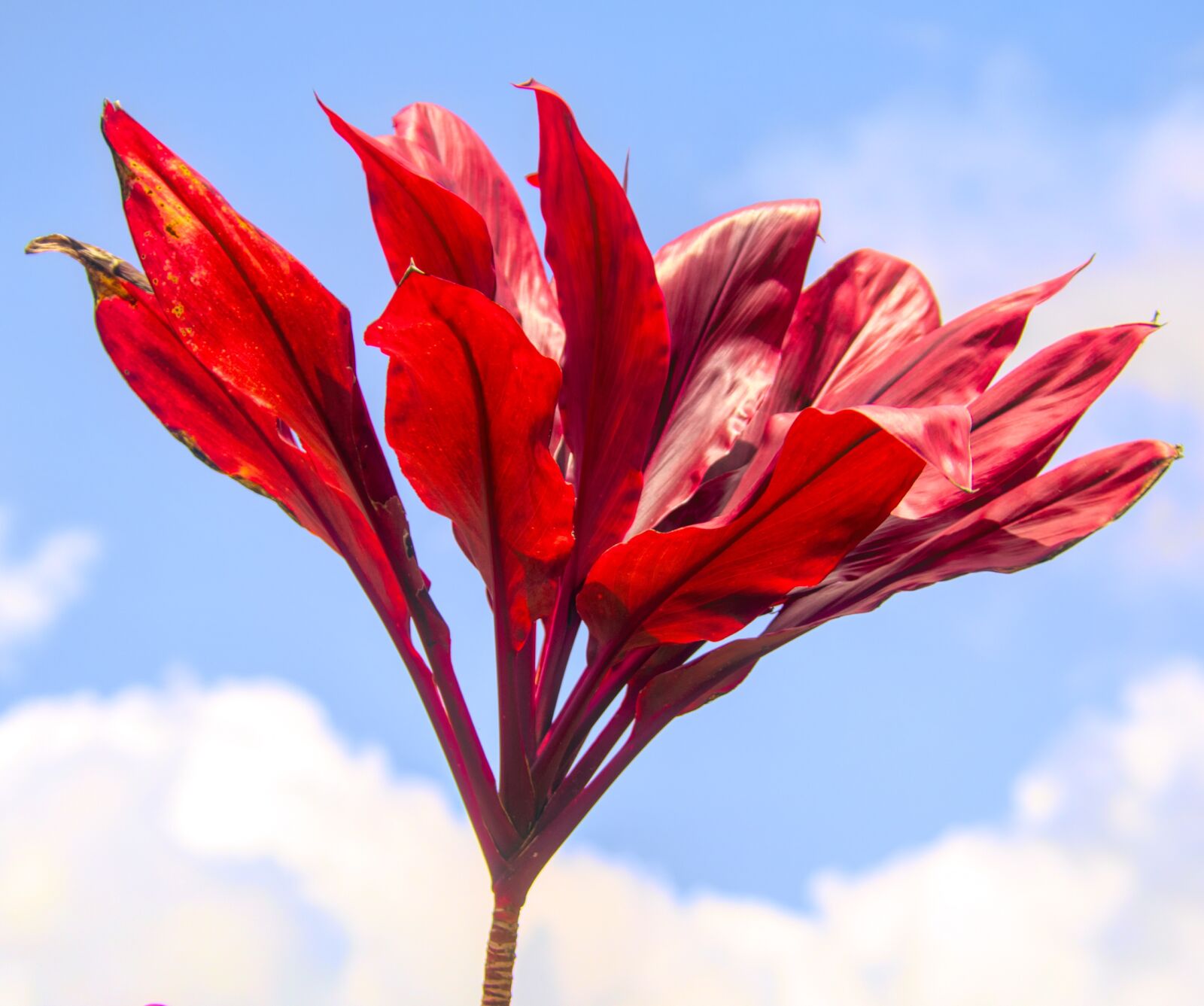 Nikon D850 sample photo. Flower, plant, nature photography