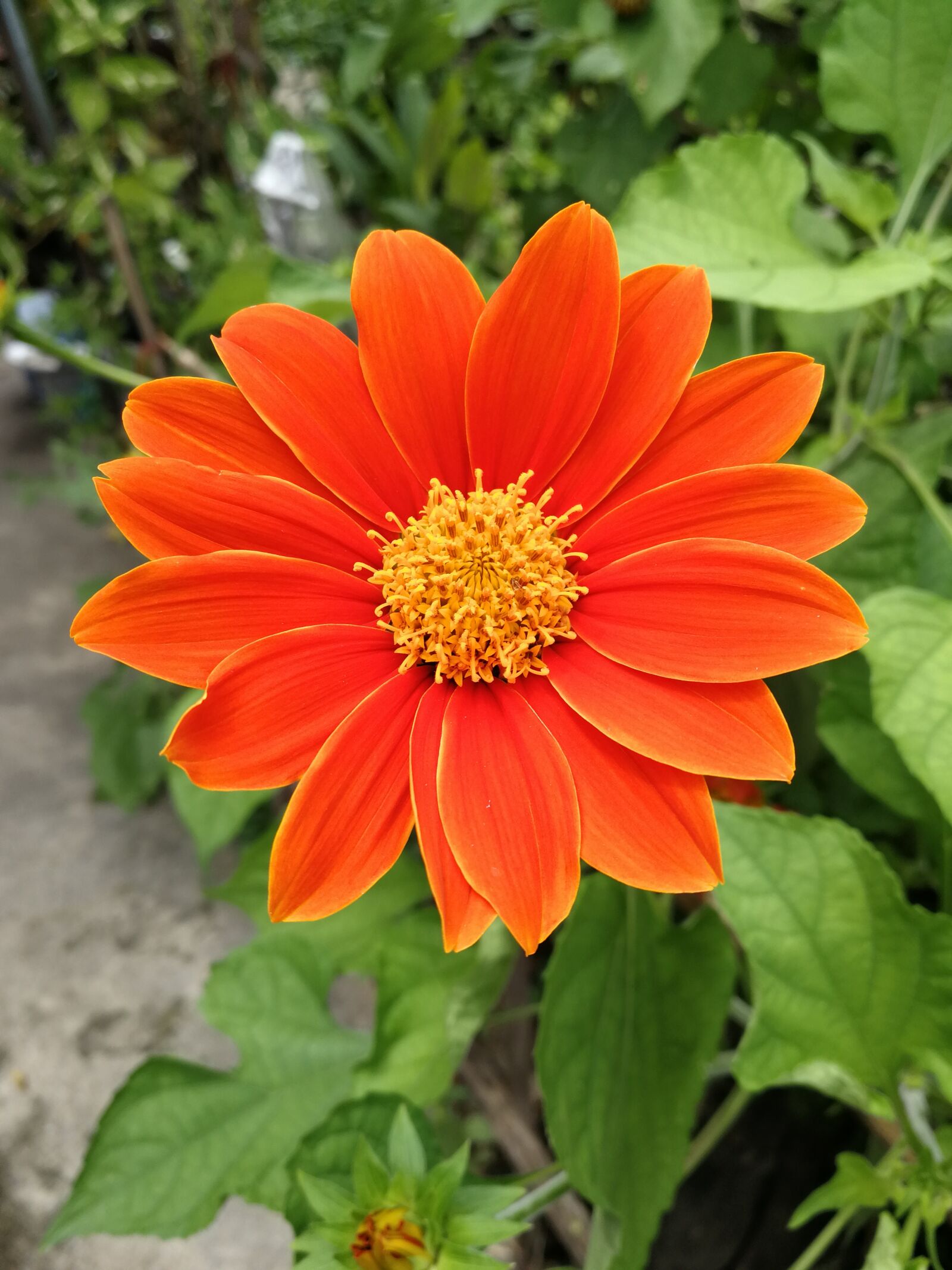 HUAWEI P10 sample photo. Flowers, orange, dark colors photography