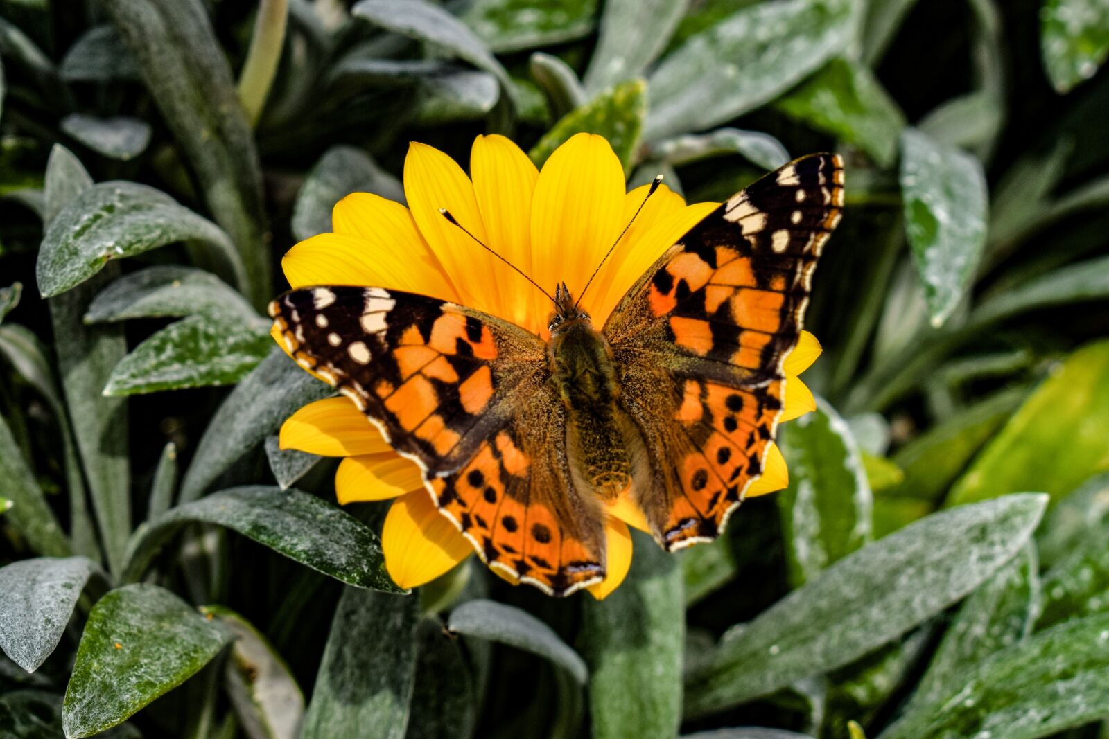 Nikon D3300 sample photo. Butterfly, nature, insect photography