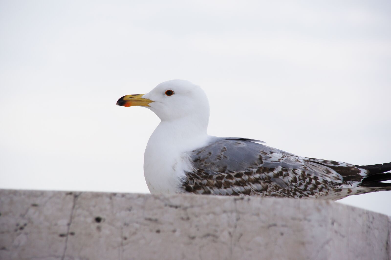 Sony SLT-A33 sample photo. Seagull, animal, bird photography