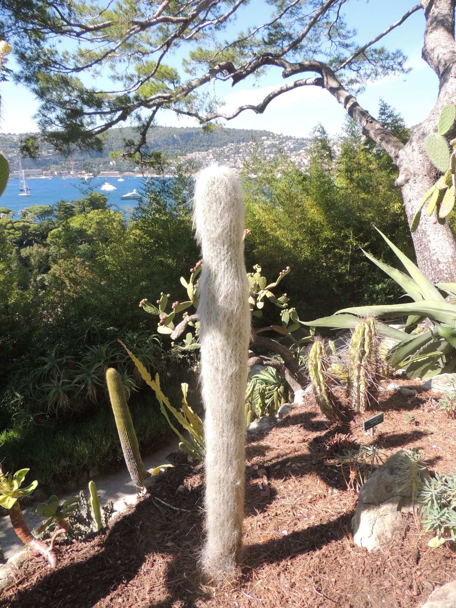 Nikon Coolpix P510 sample photo. Nice, garden, cactus photography