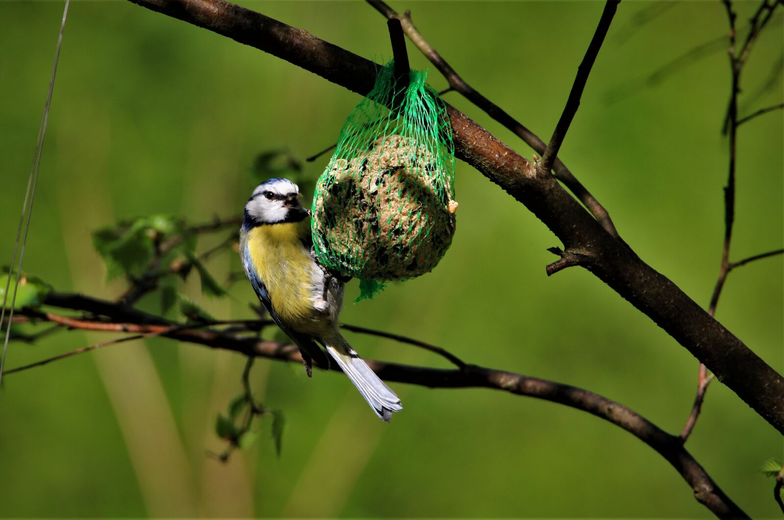 Tamron SP 150-600mm F5-6.3 Di VC USD sample photo. Blue tit, tit, songbird photography
