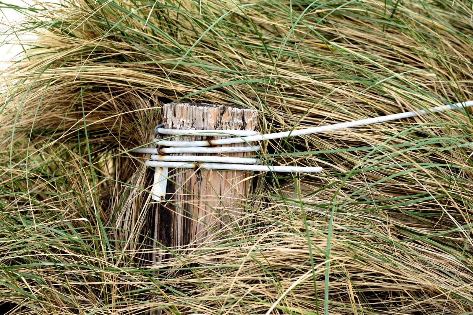 Nikon D610 sample photo. Dune grass, dunes, wooden photography