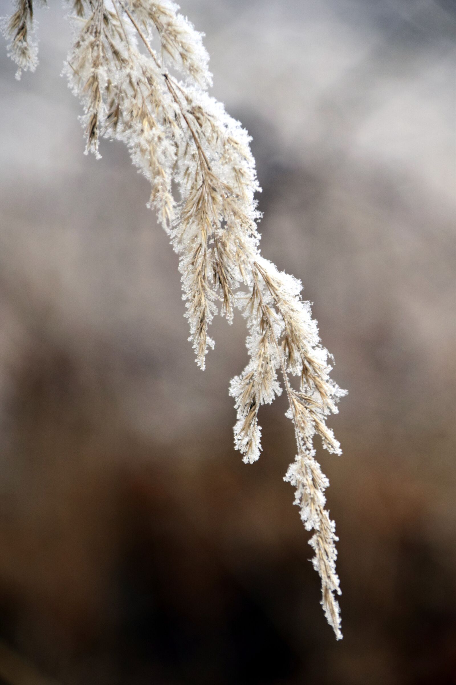 Nikon D3300 sample photo. Winter, grass, snow photography