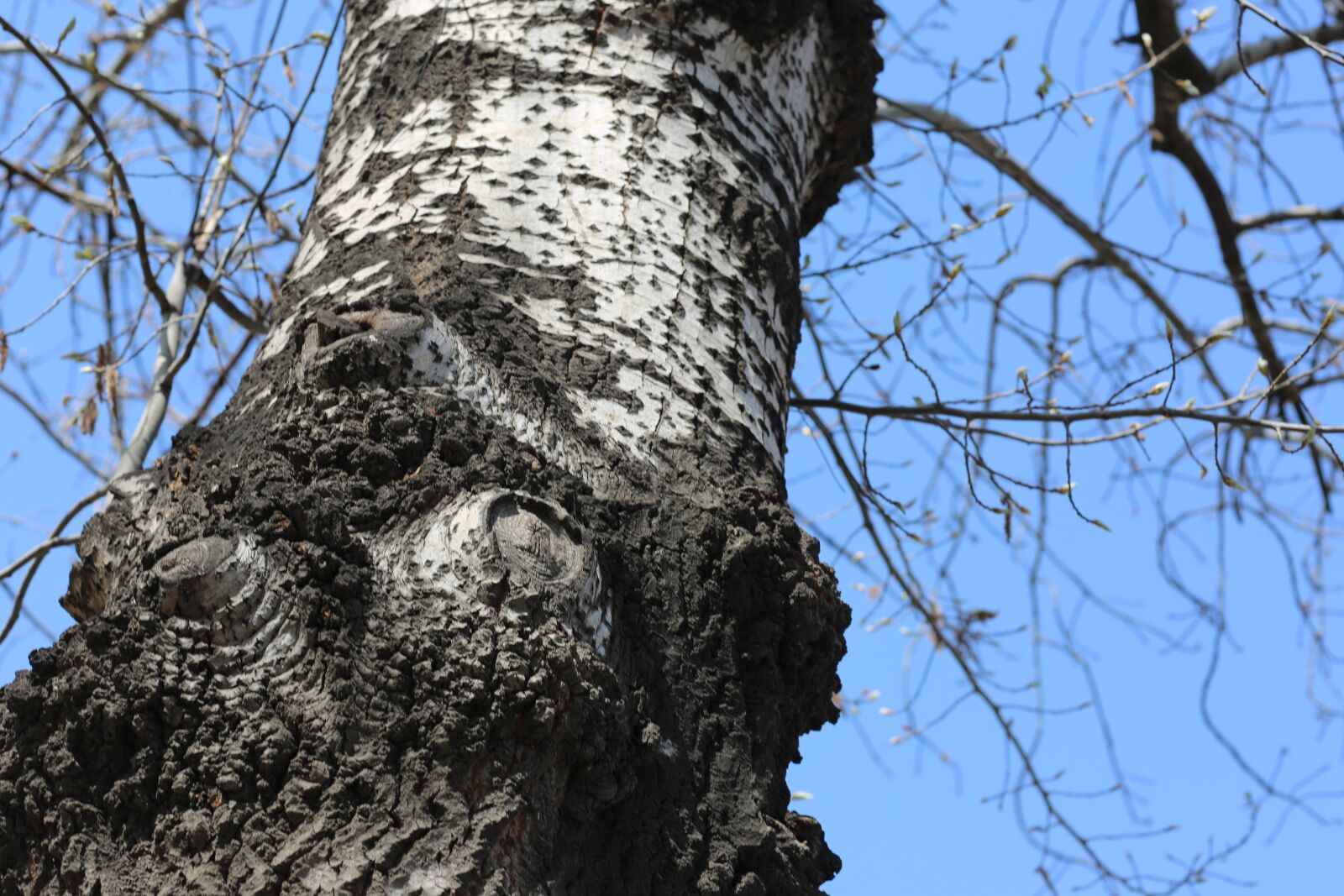 Canon EF 85mm F1.2L II USM sample photo. Tree, cold, cool colors photography