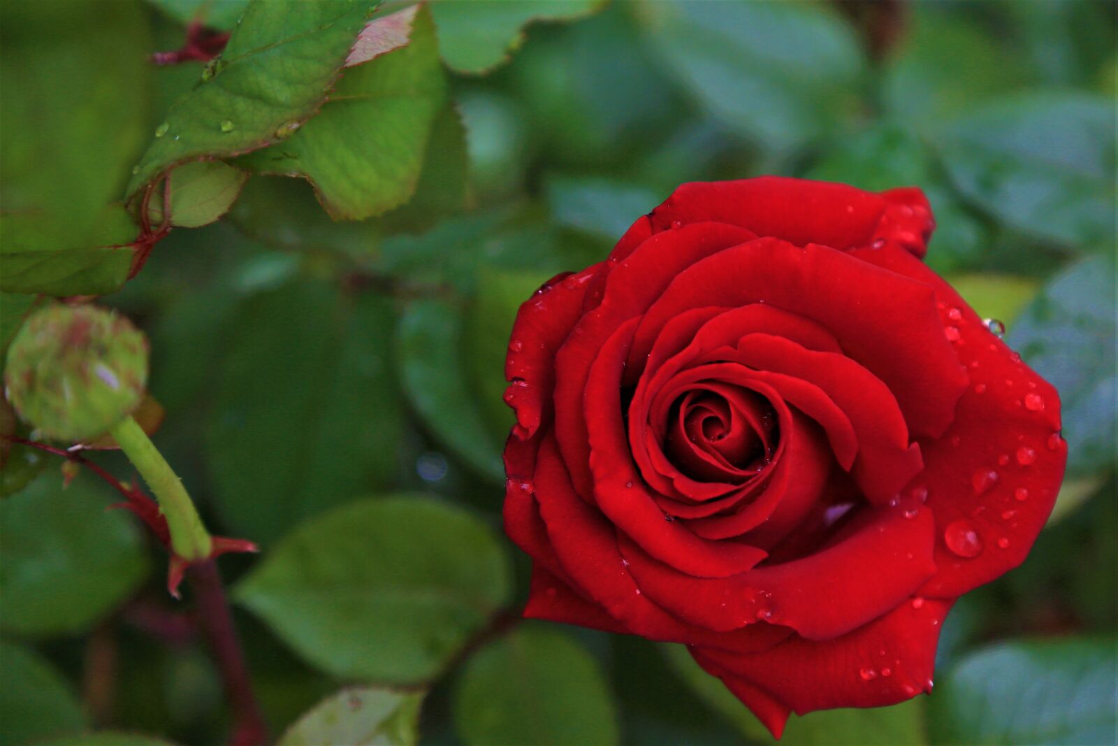 Canon EOS 5D Mark III sample photo. Rose, spring, nature photography