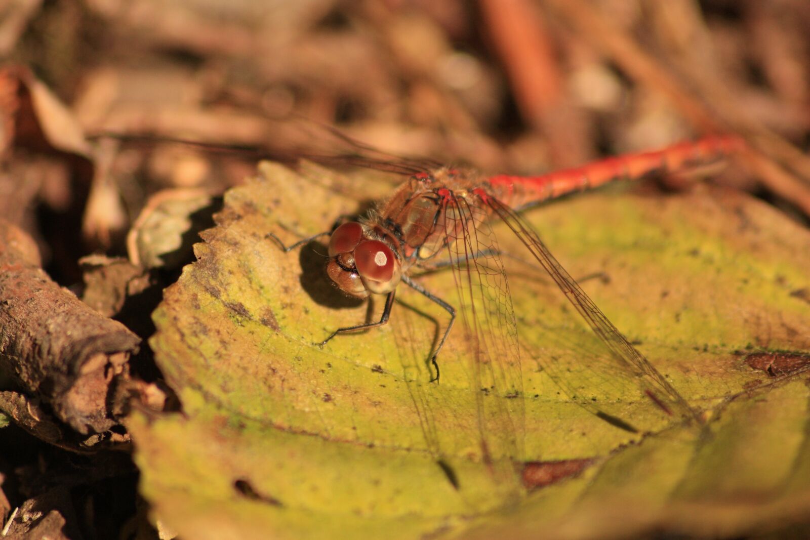 Canon EOS 450D (EOS Rebel XSi / EOS Kiss X2) sample photo. Dragonfly, insect, nature photography