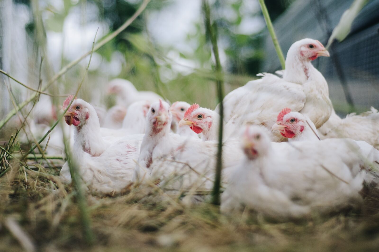 Nikon D300S sample photo. Chicken, bird, hen photography