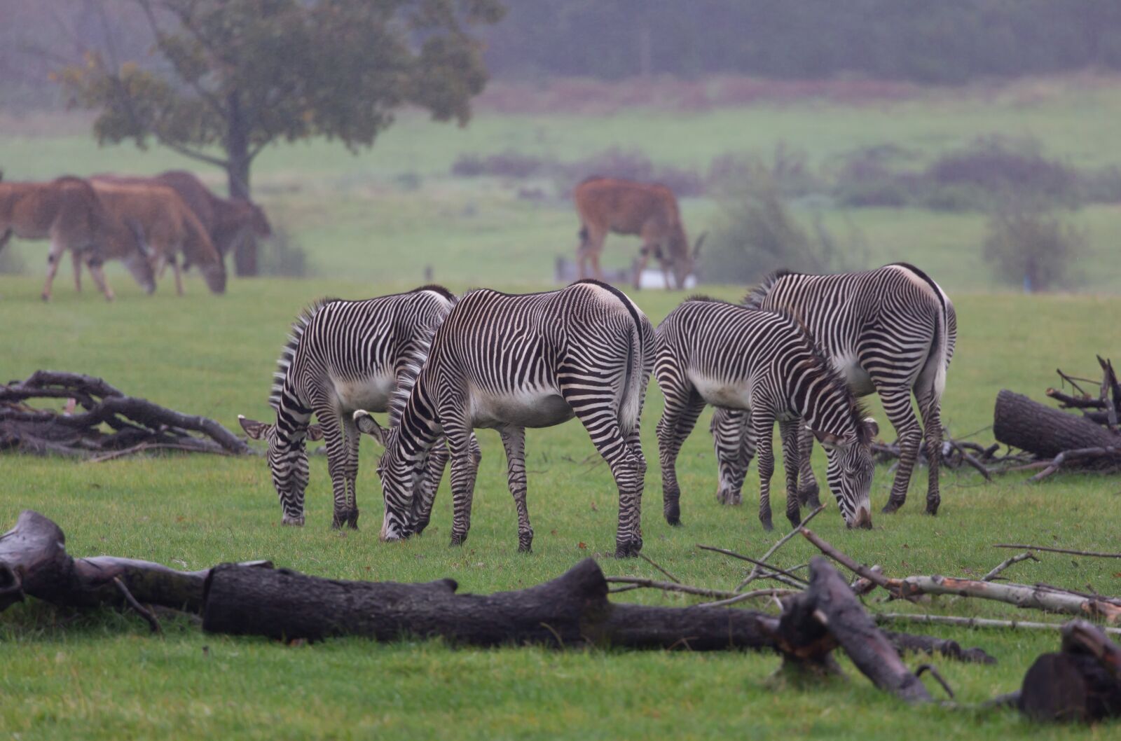Canon EOS 5D Mark III sample photo. Zebra, animal, africa photography