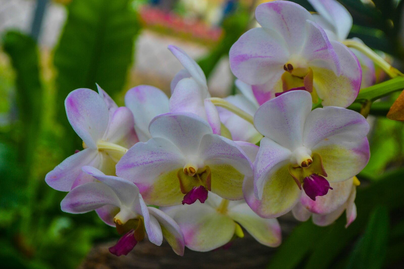 Nikon D3100 sample photo. Flower, flora, nature photography