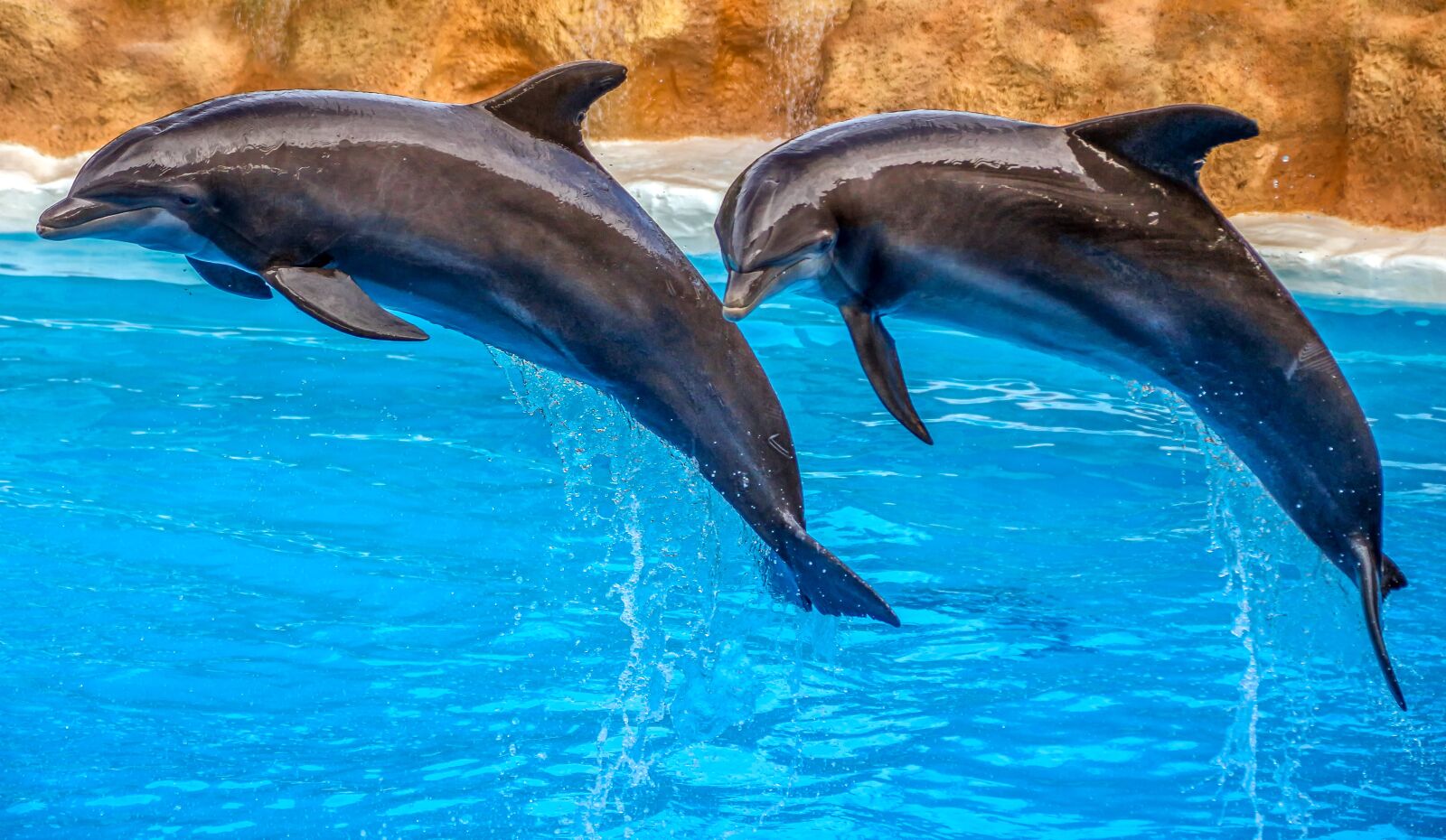 Canon EOS 650D (EOS Rebel T4i / EOS Kiss X6i) sample photo. Dolphins, animal, nature photography