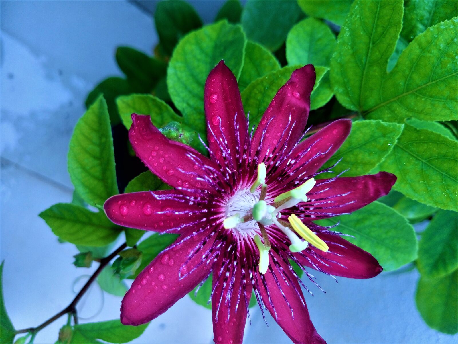 Sony Xperia M5 Dual sample photo