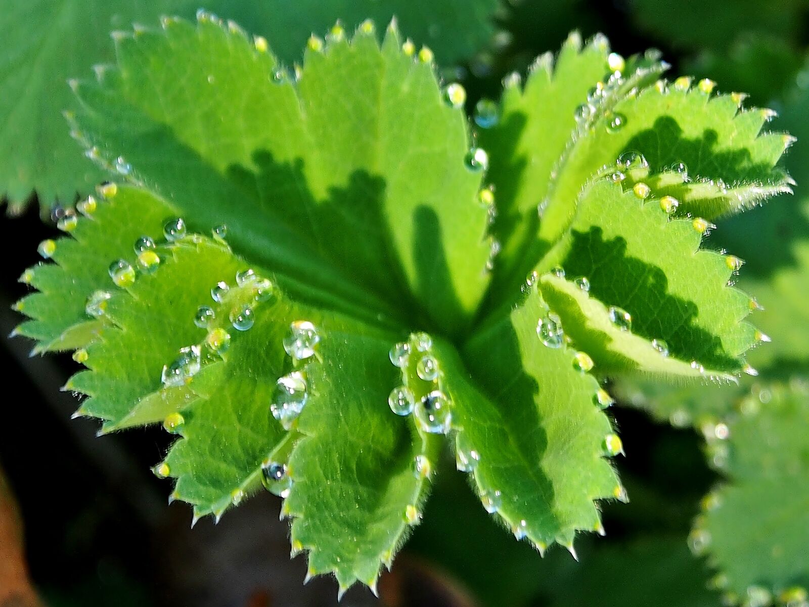 Olympus OM-D E-M5 sample photo. Leaf, plant, nature photography