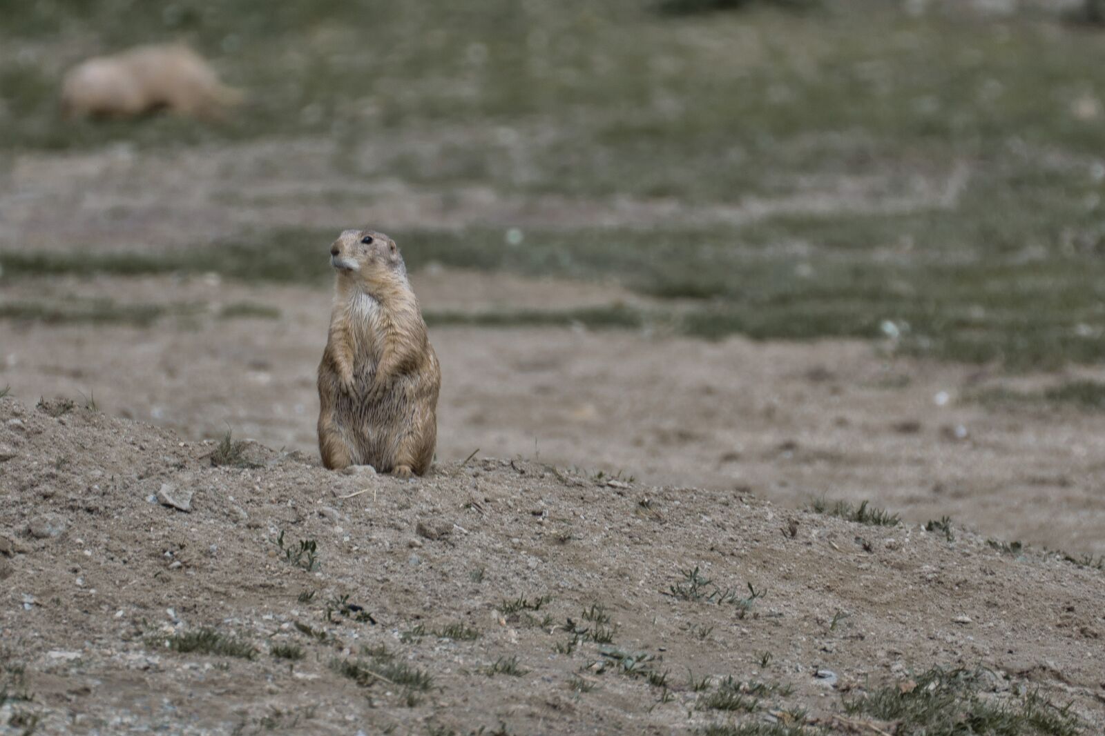 Nikon D5300 sample photo. Prairie dog, animal, small photography